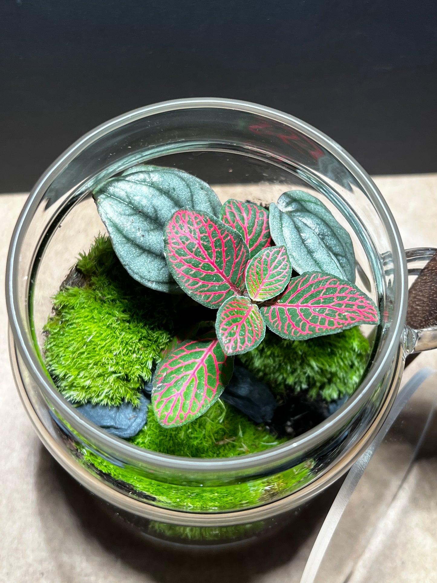 Terrarium 449
