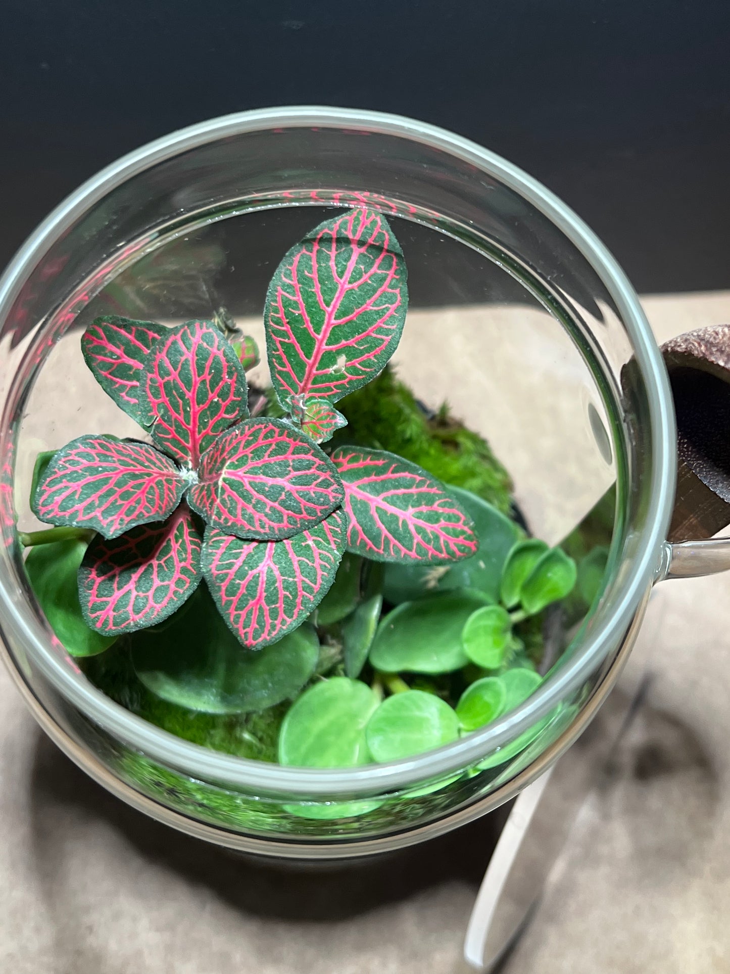Terrarium 450