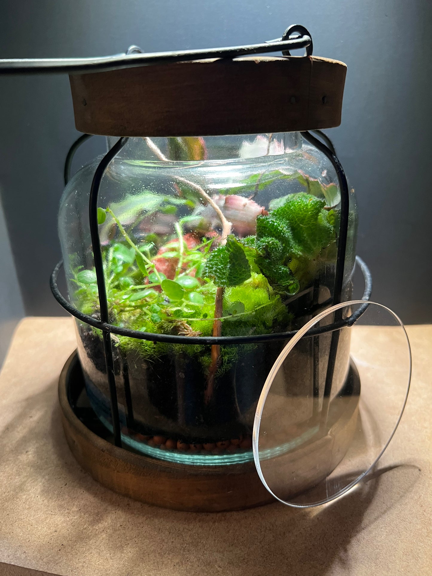 Terrarium 451