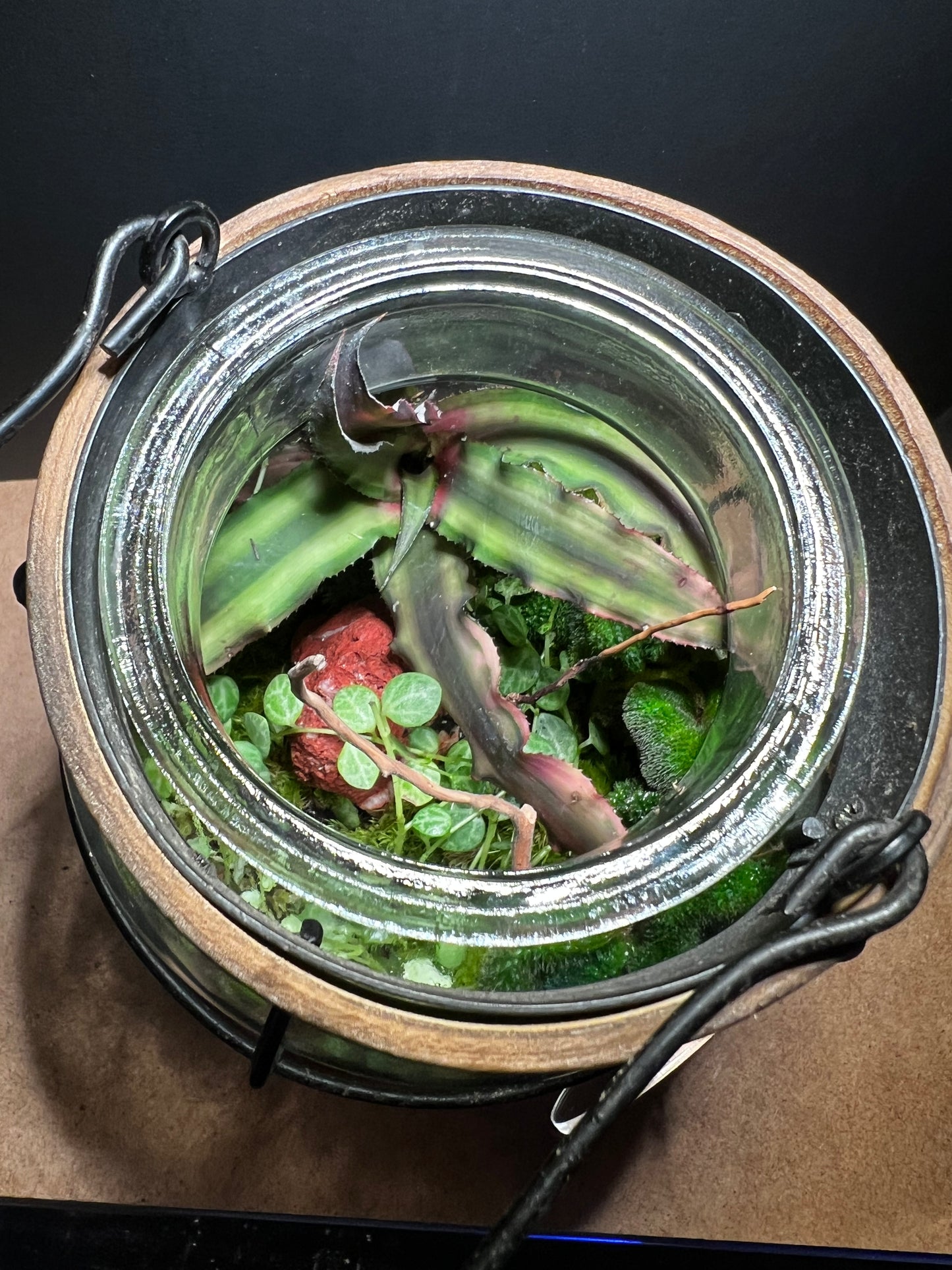 Terrarium 451