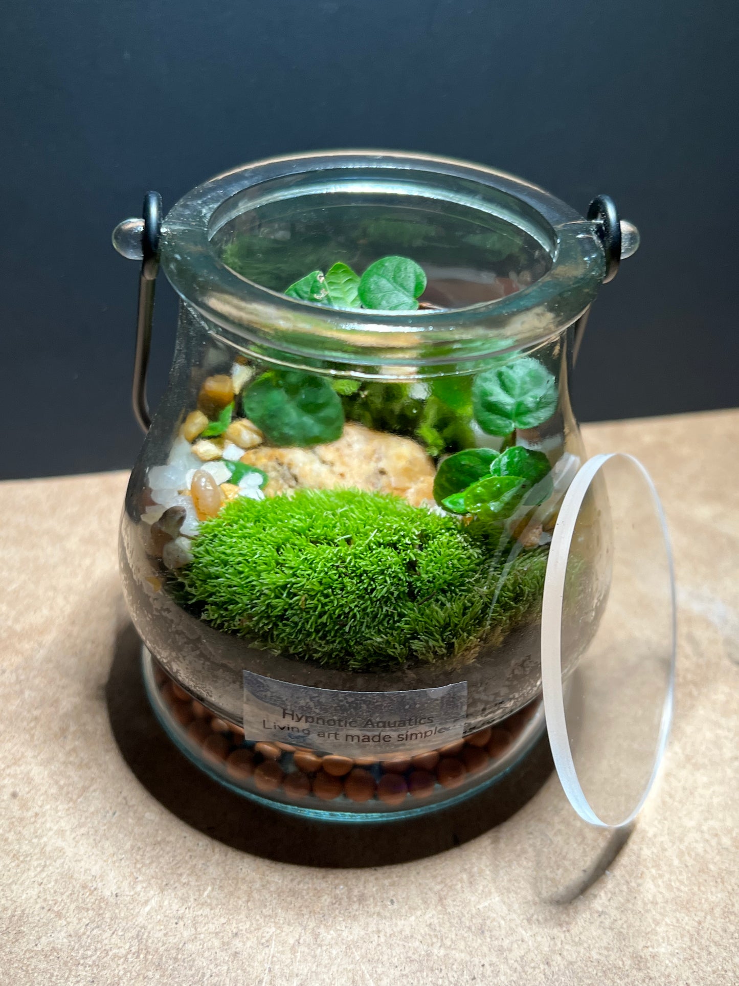 Terrarium 453