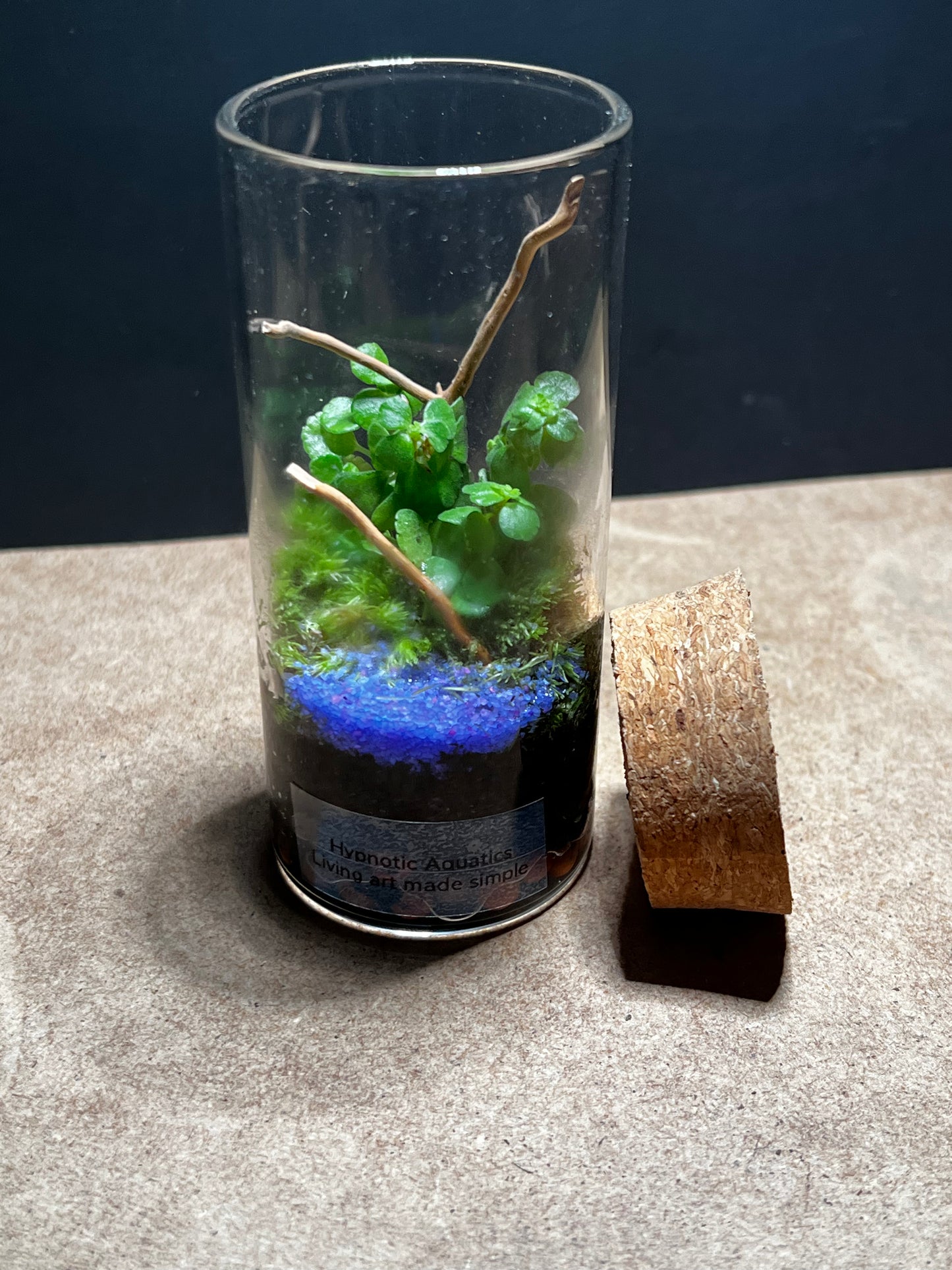 Terrarium 455