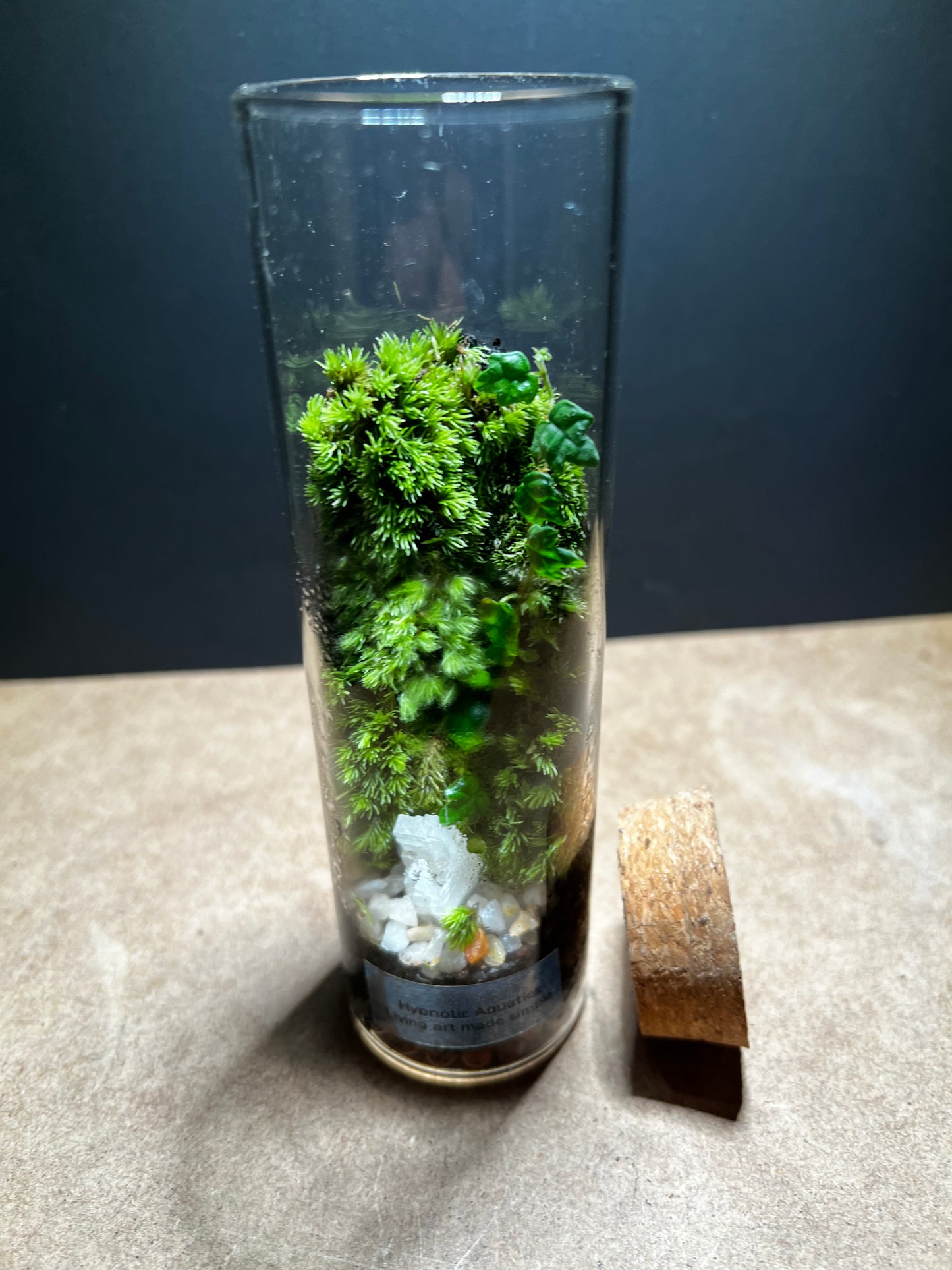 Terrarium 456