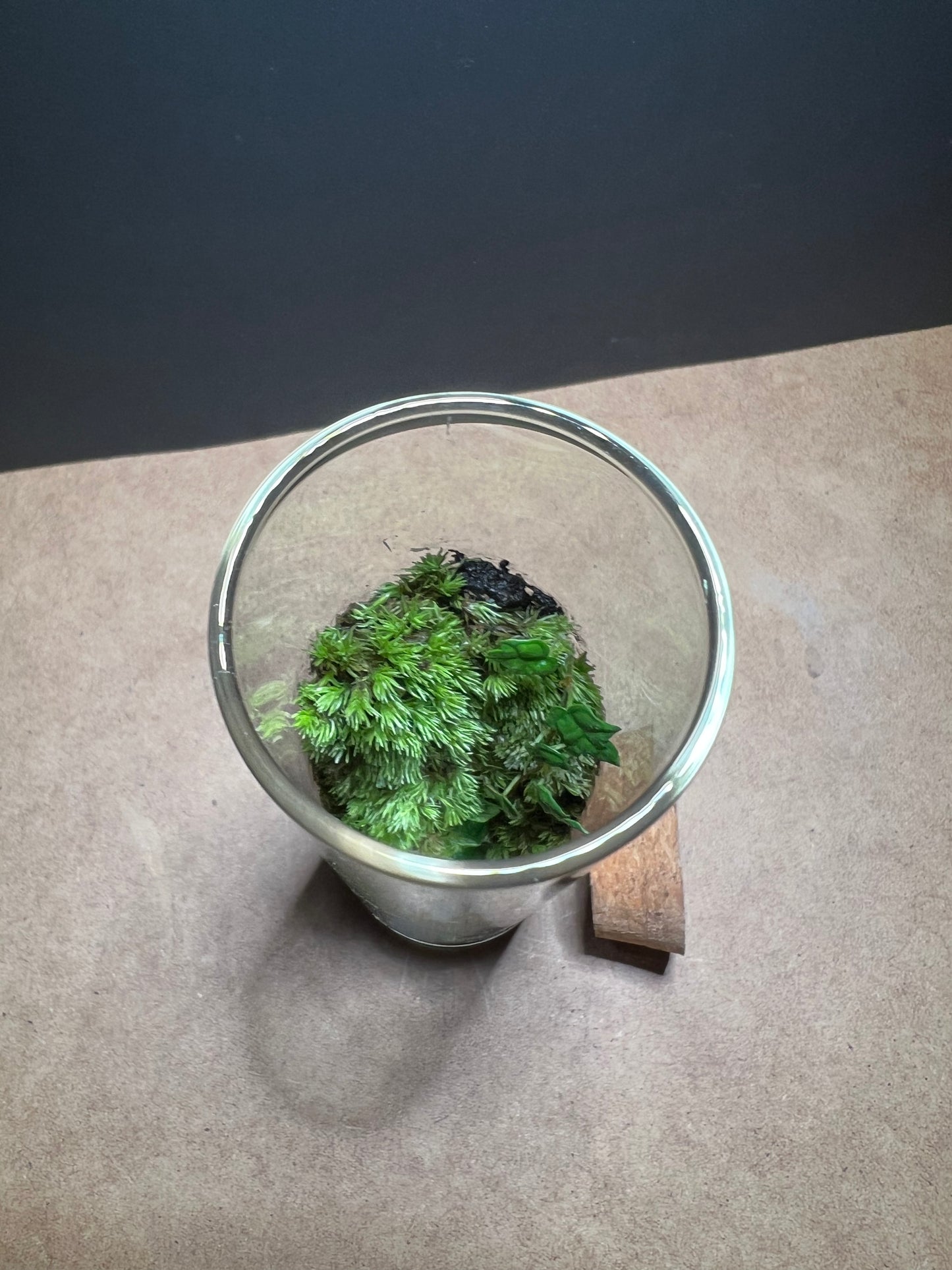 Terrarium 456