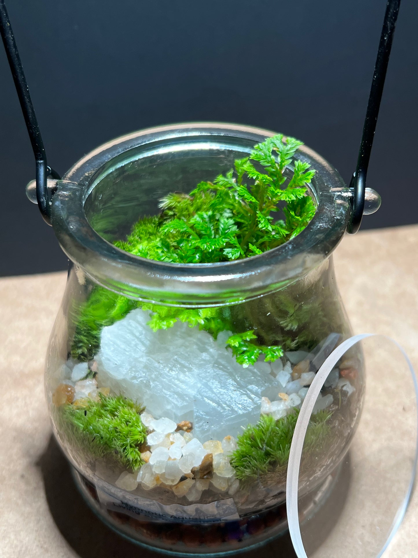 Terrarium 457