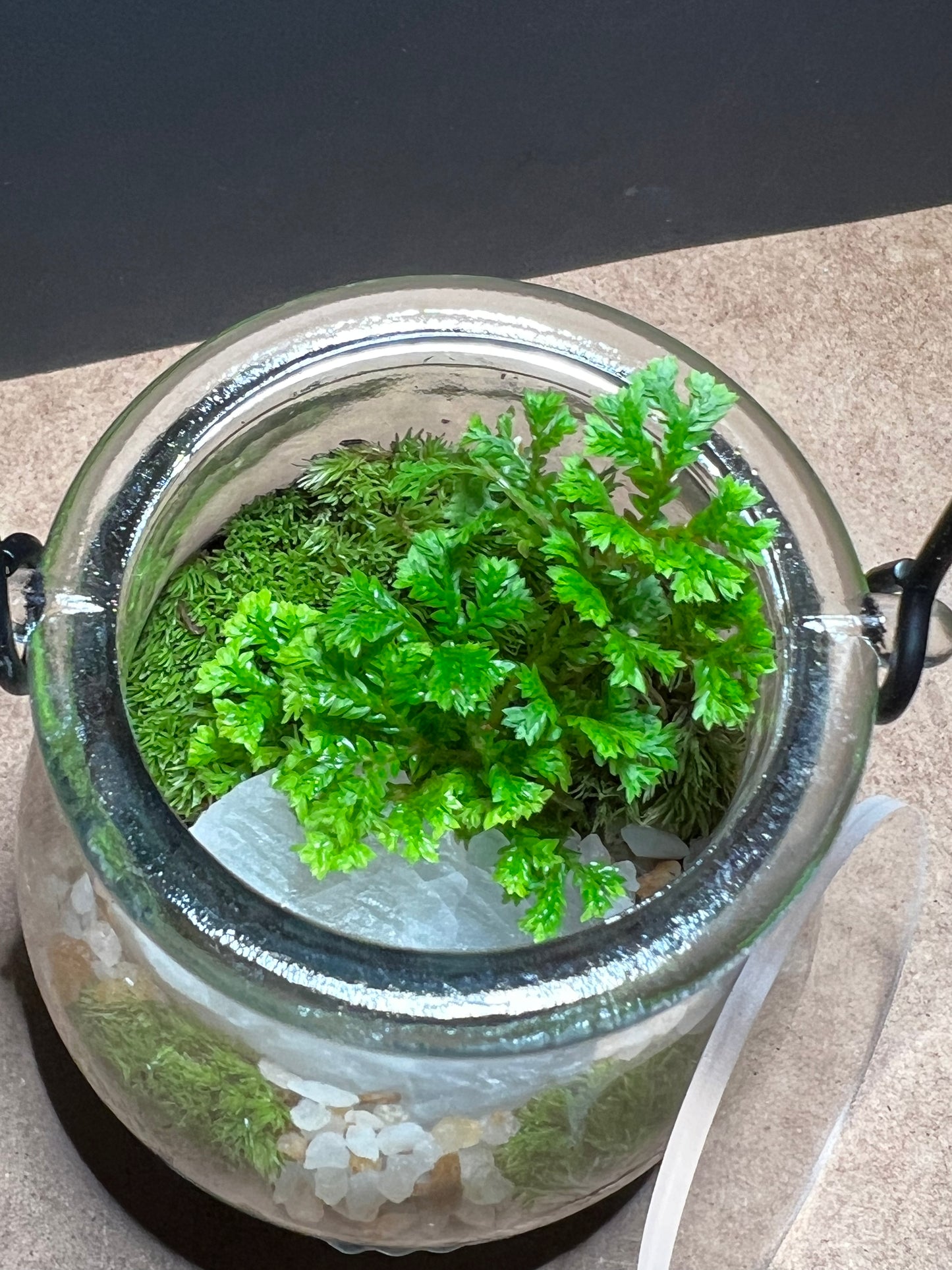 Terrarium 457