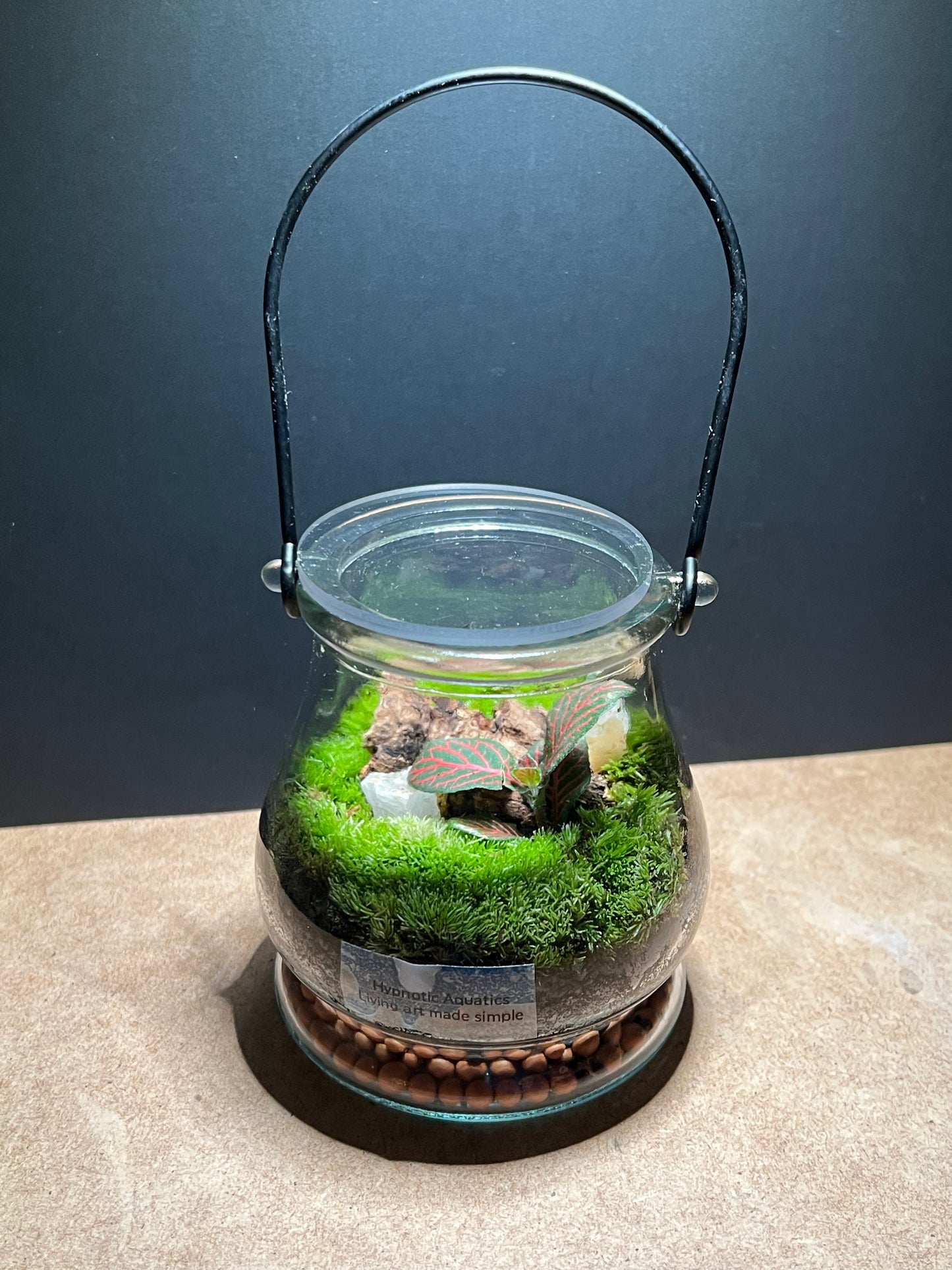 Terrarium 458