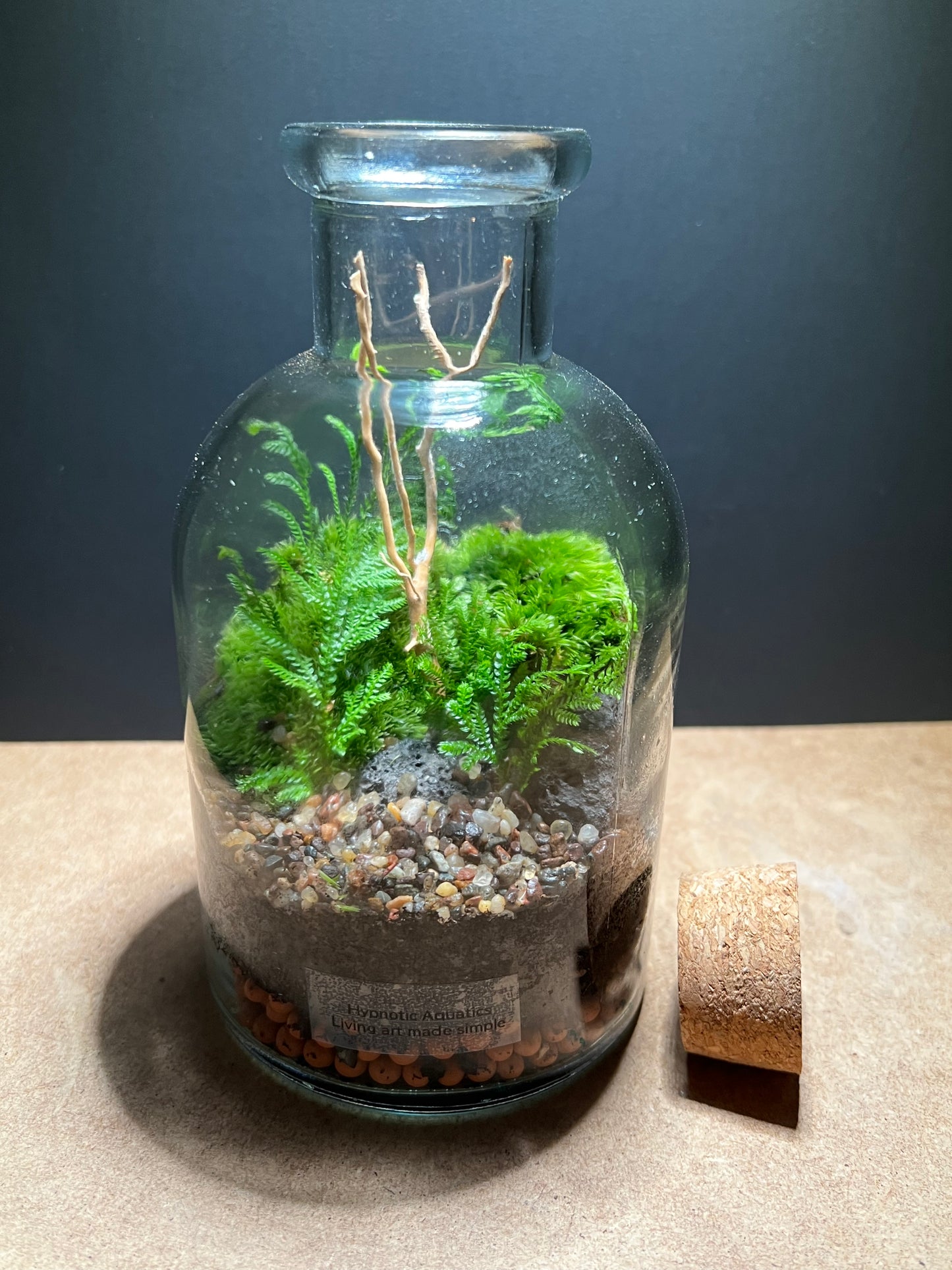 Terrarium 459