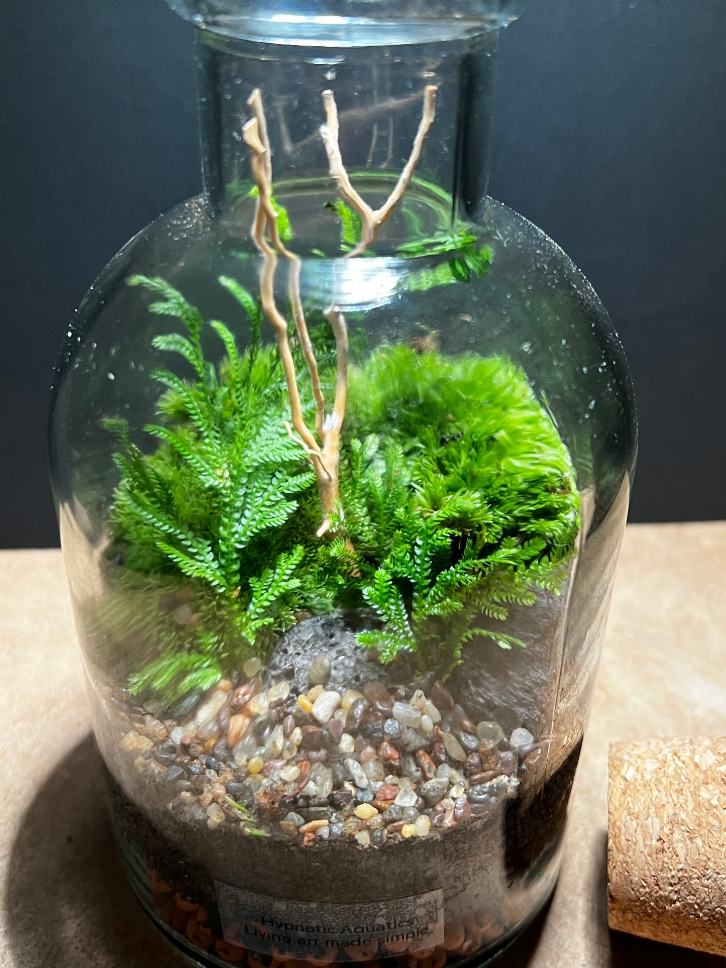 Terrarium 459