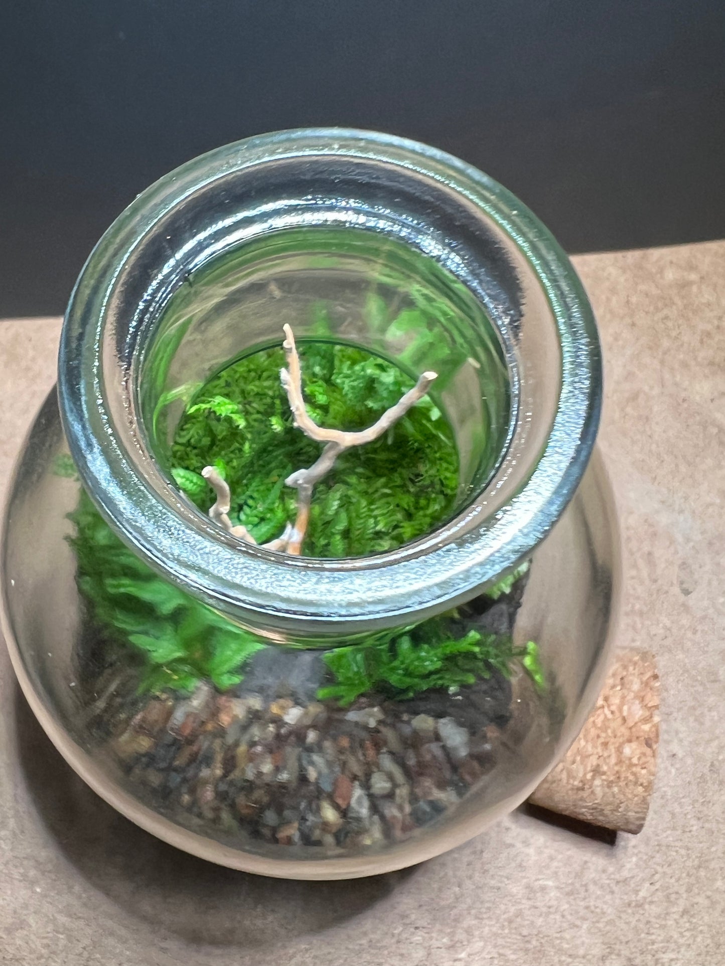 Terrarium 459