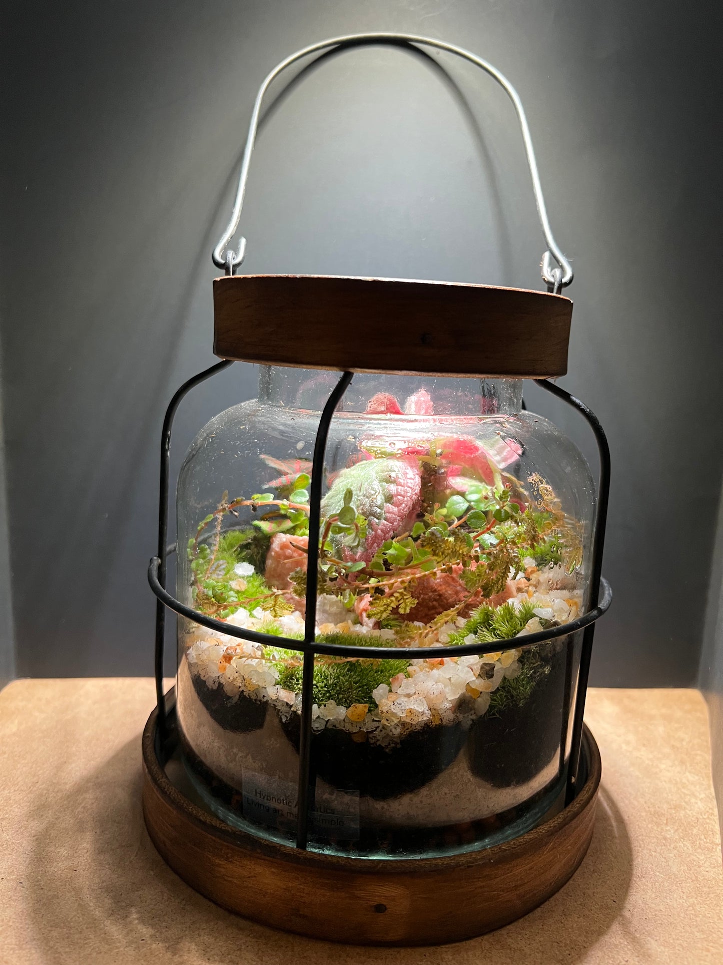 Terrarium 460