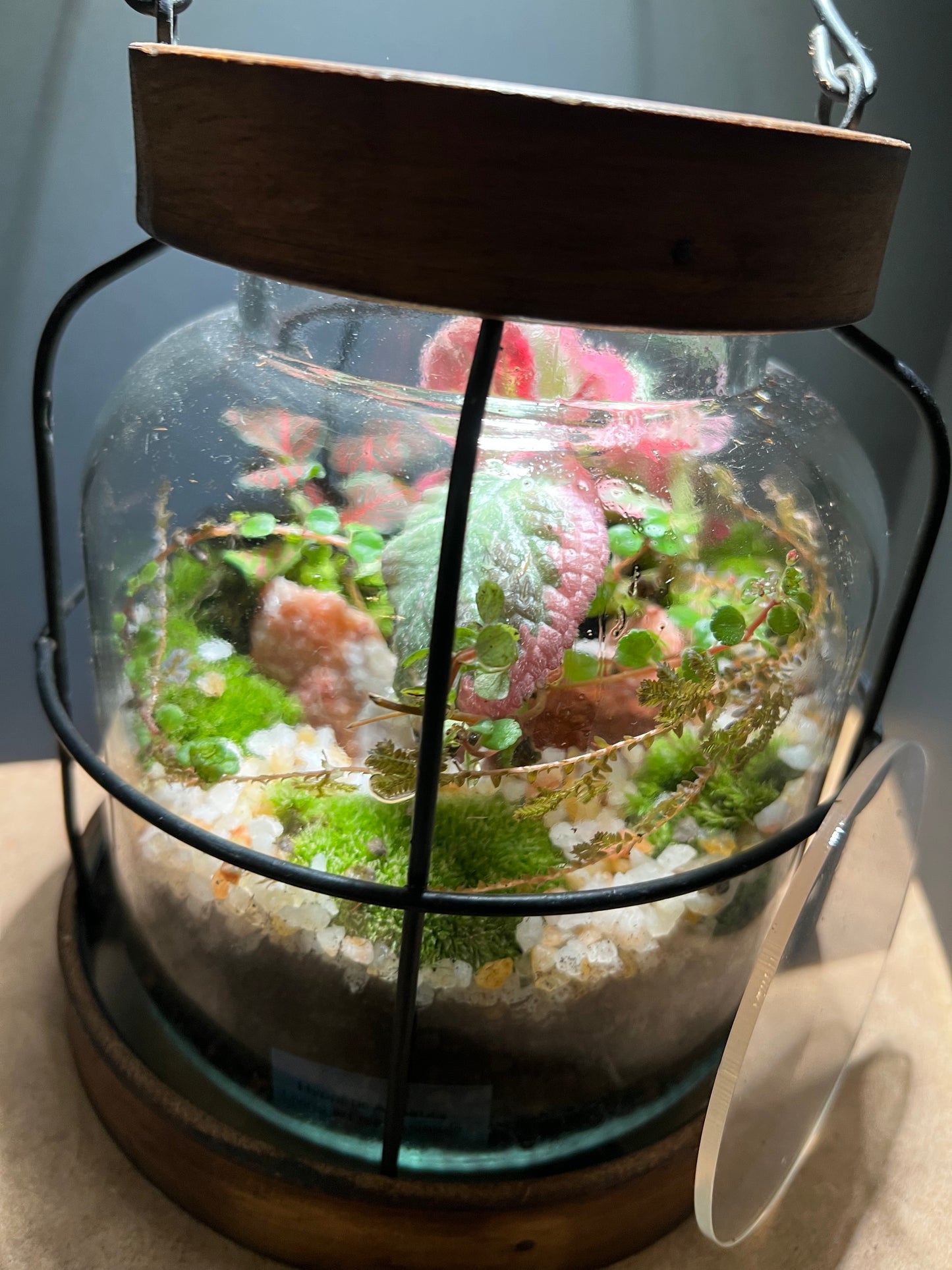 Terrarium 460