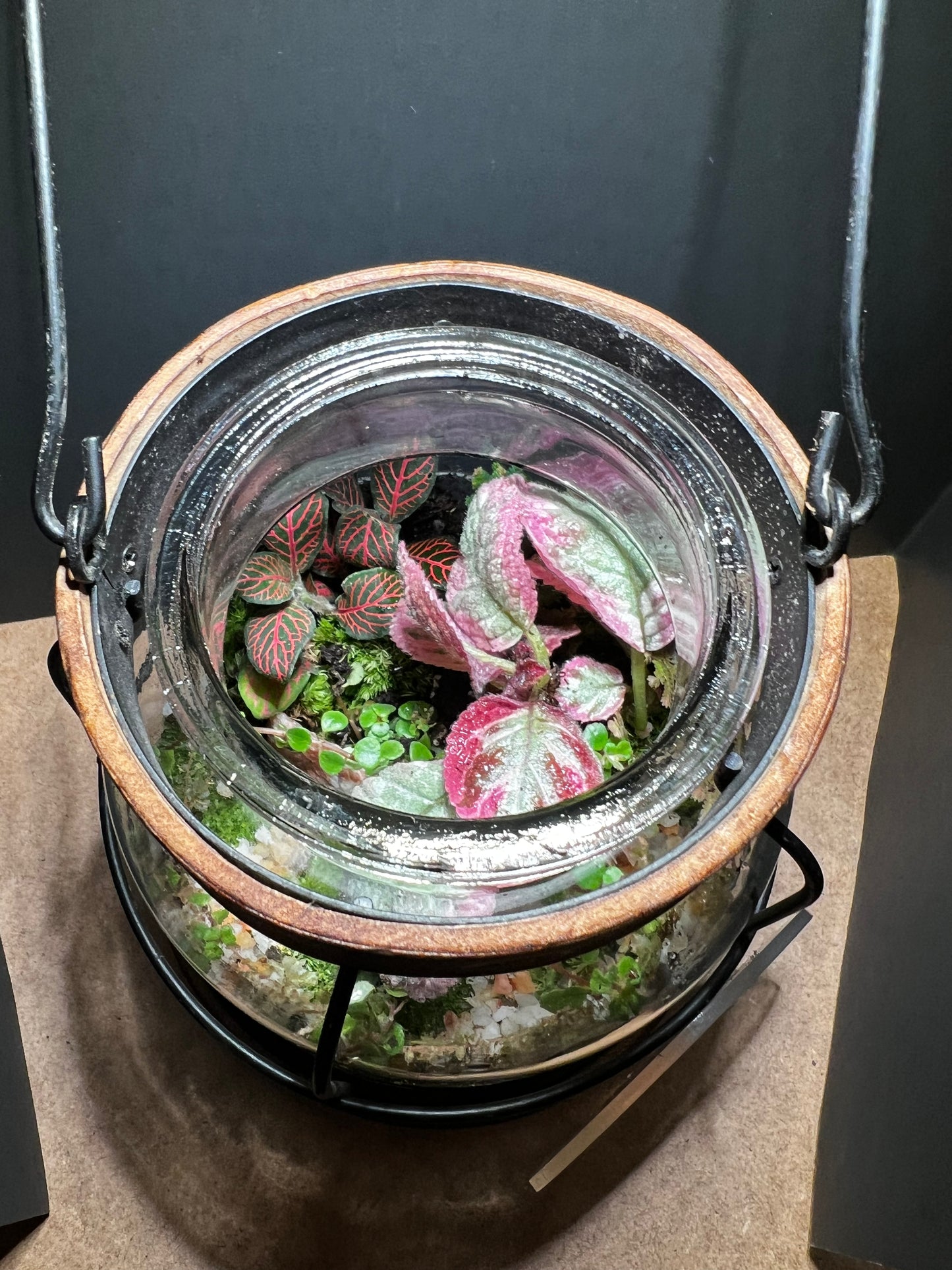 Terrarium 460