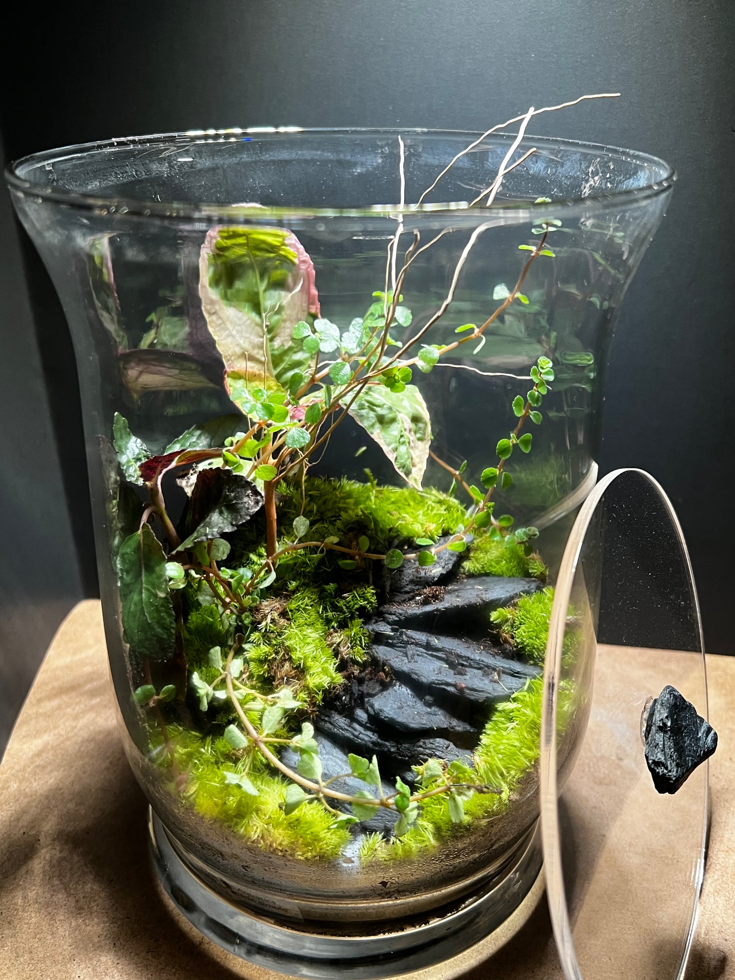Terrarium 461