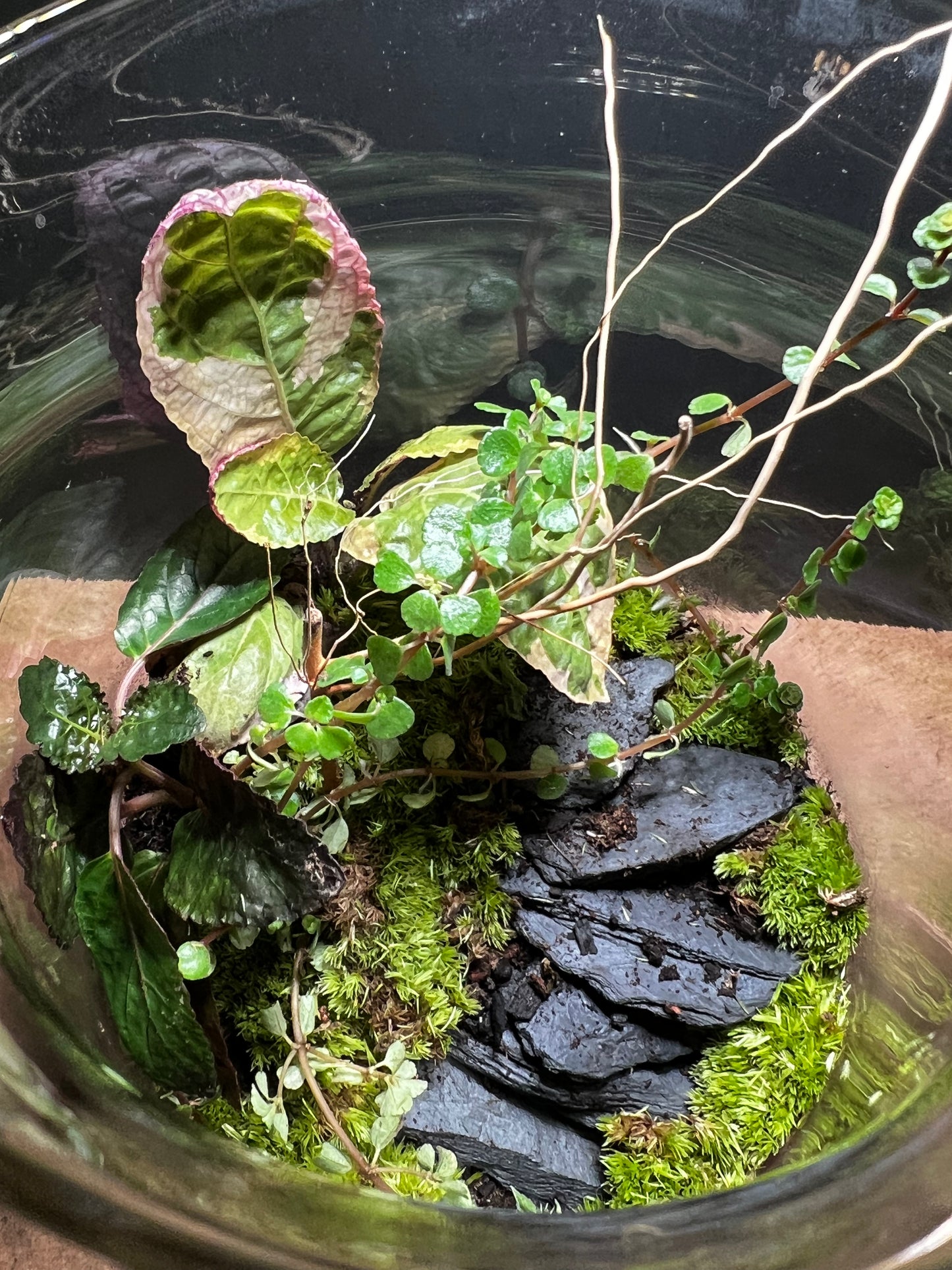 Terrarium 461