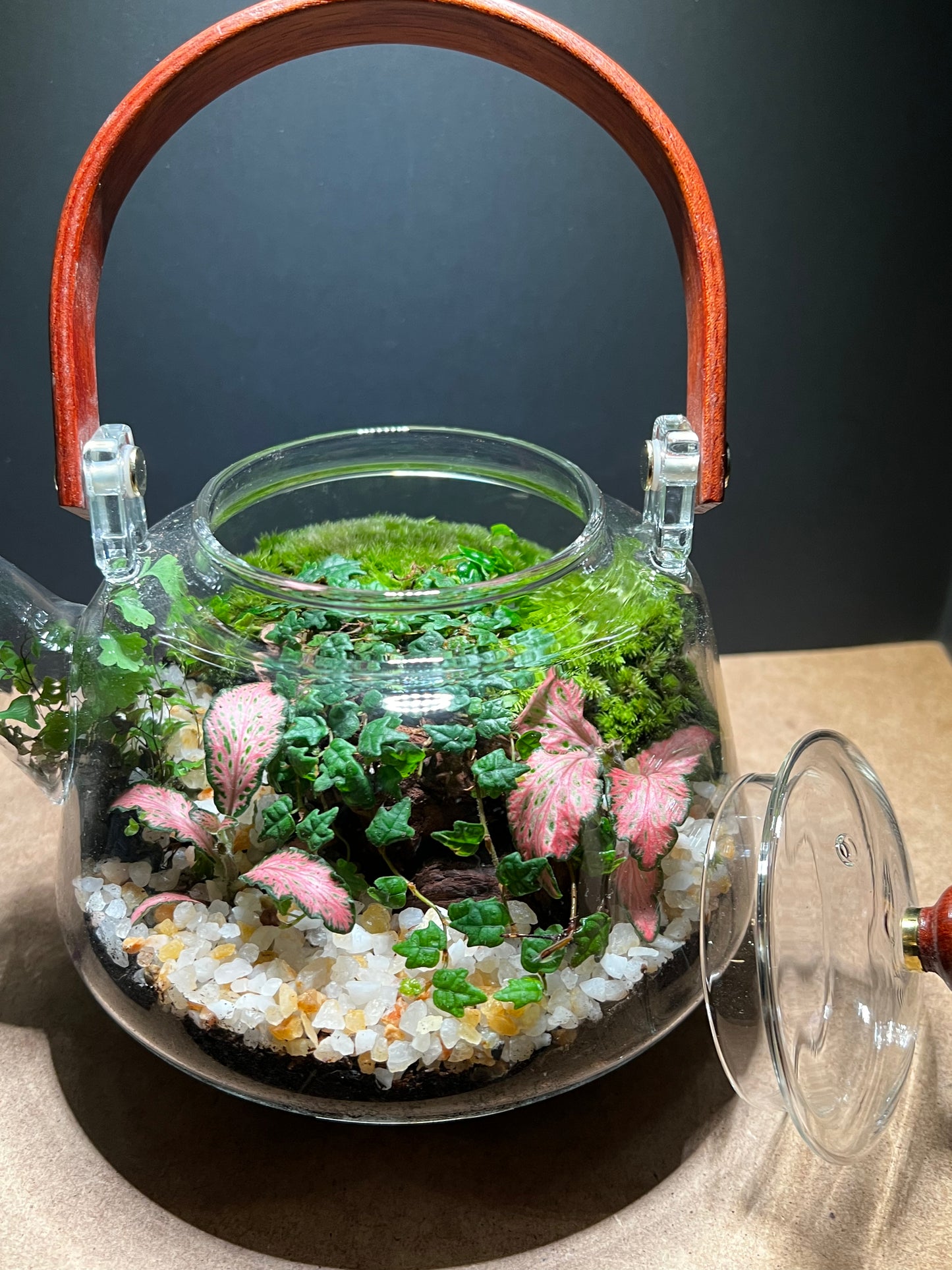 Terrarium 462