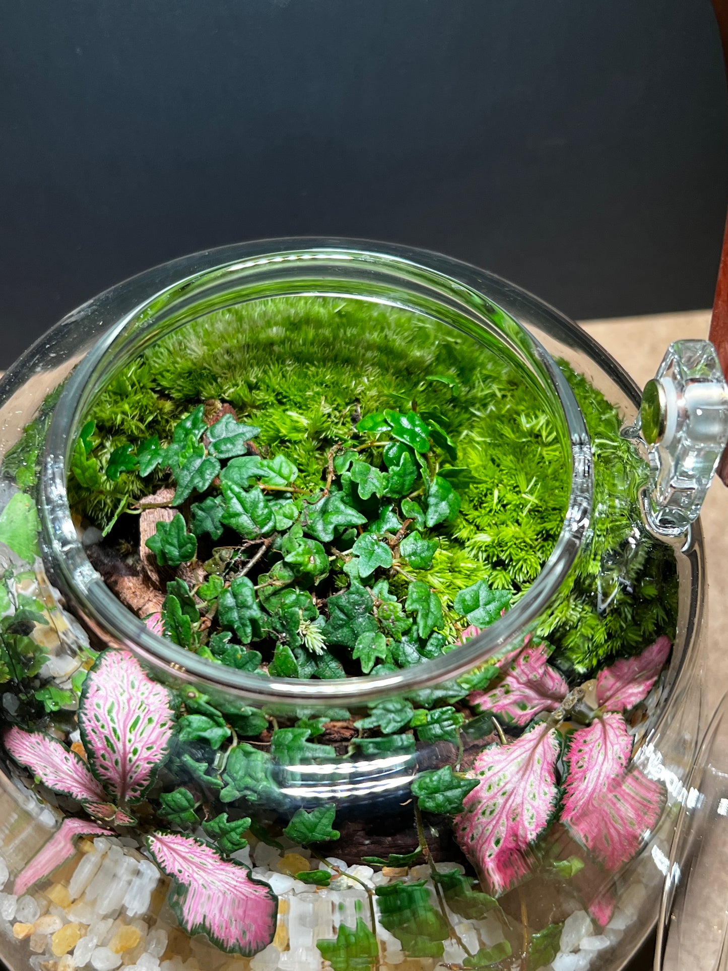 Terrarium 462