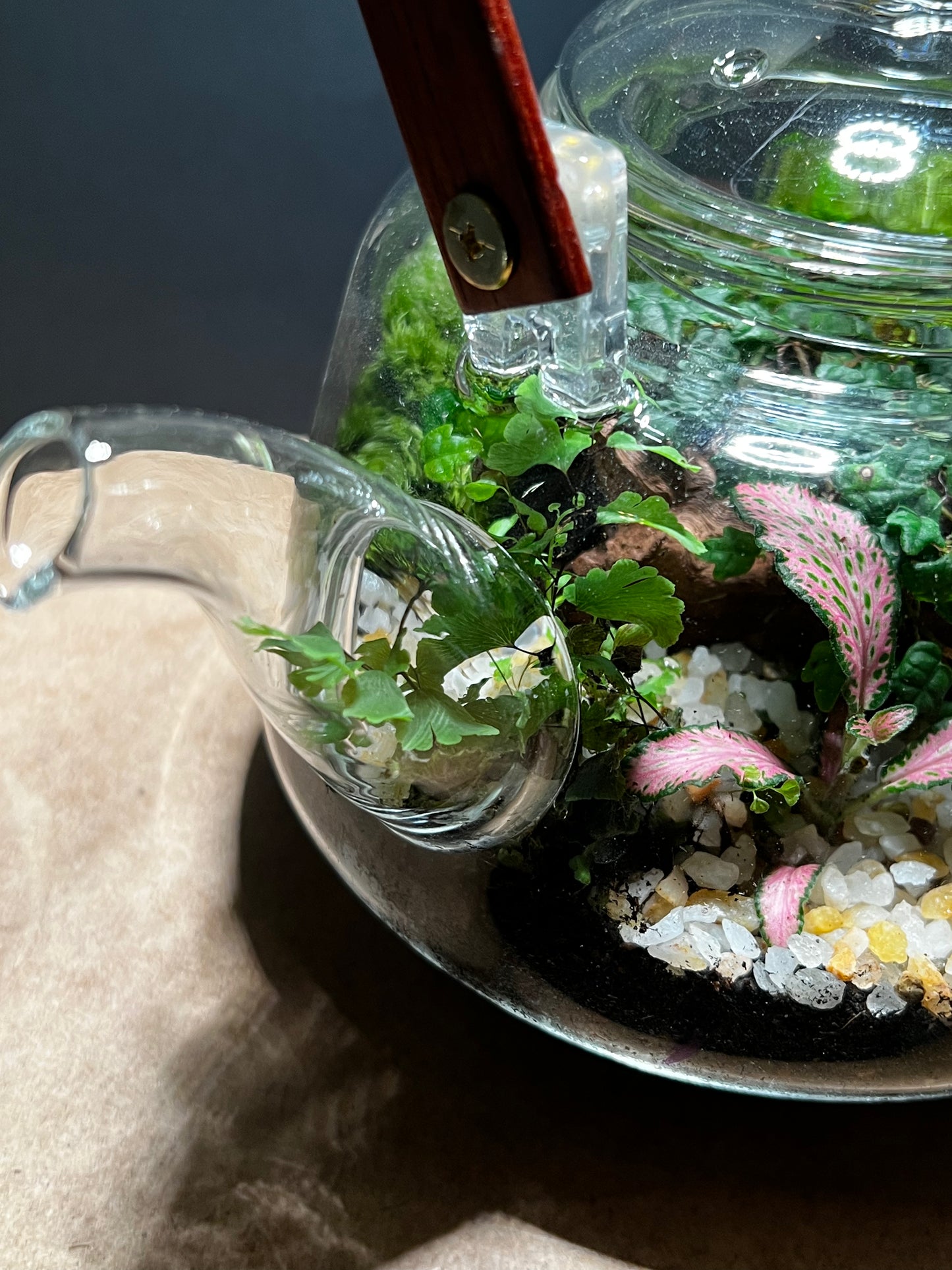 Terrarium 462