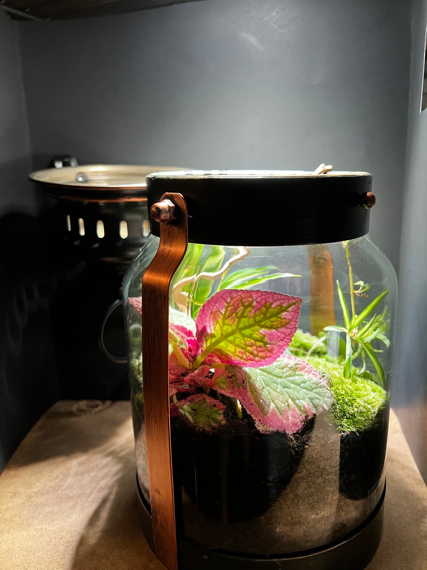 Terrarium 463