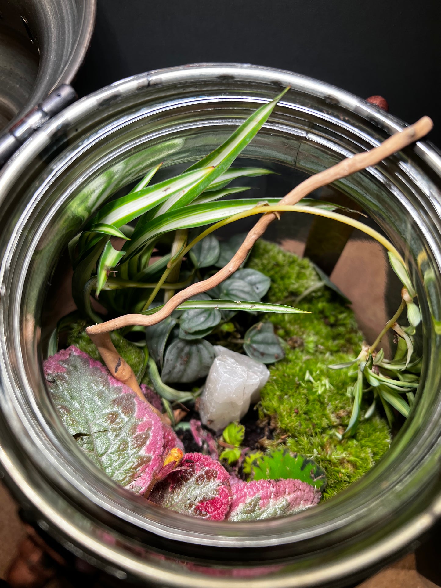 Terrarium 463