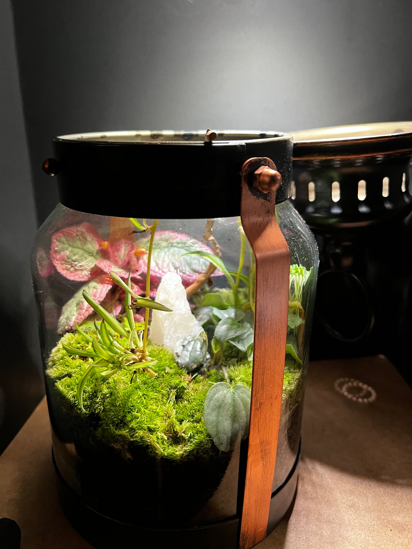 Terrarium 463