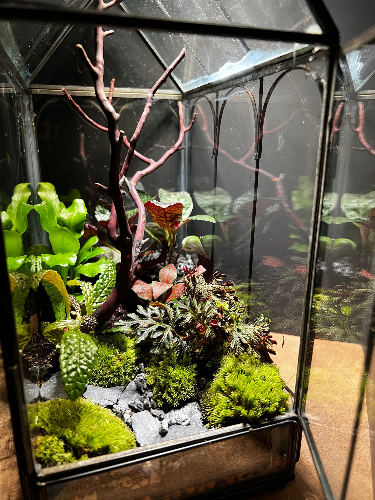 Terrarium 464
