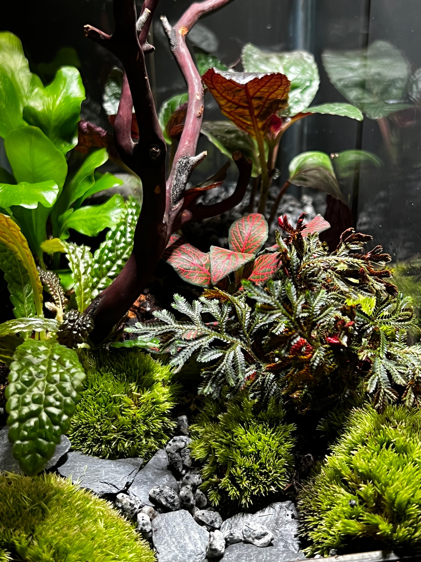 Terrarium 464