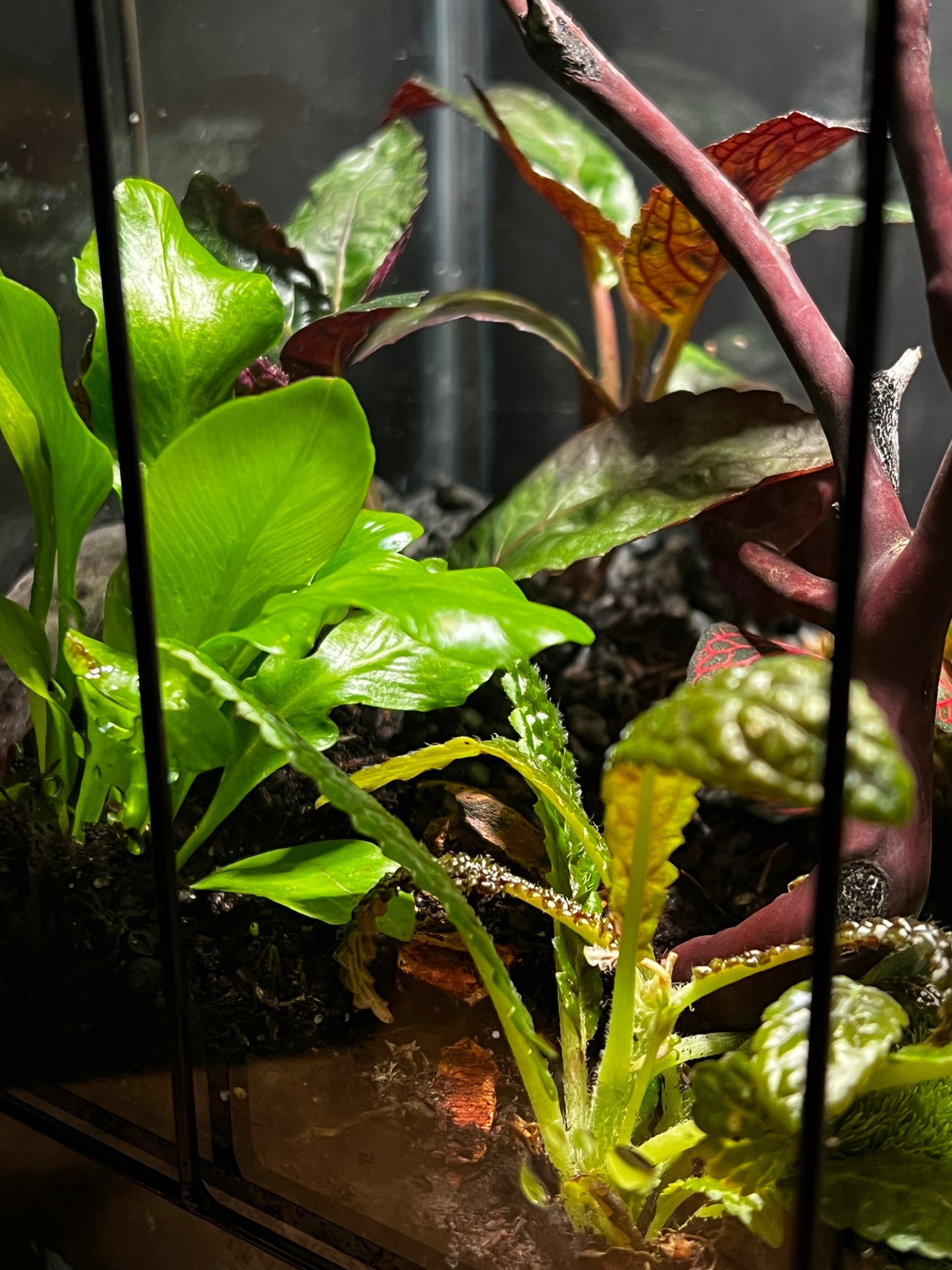 Terrarium 464