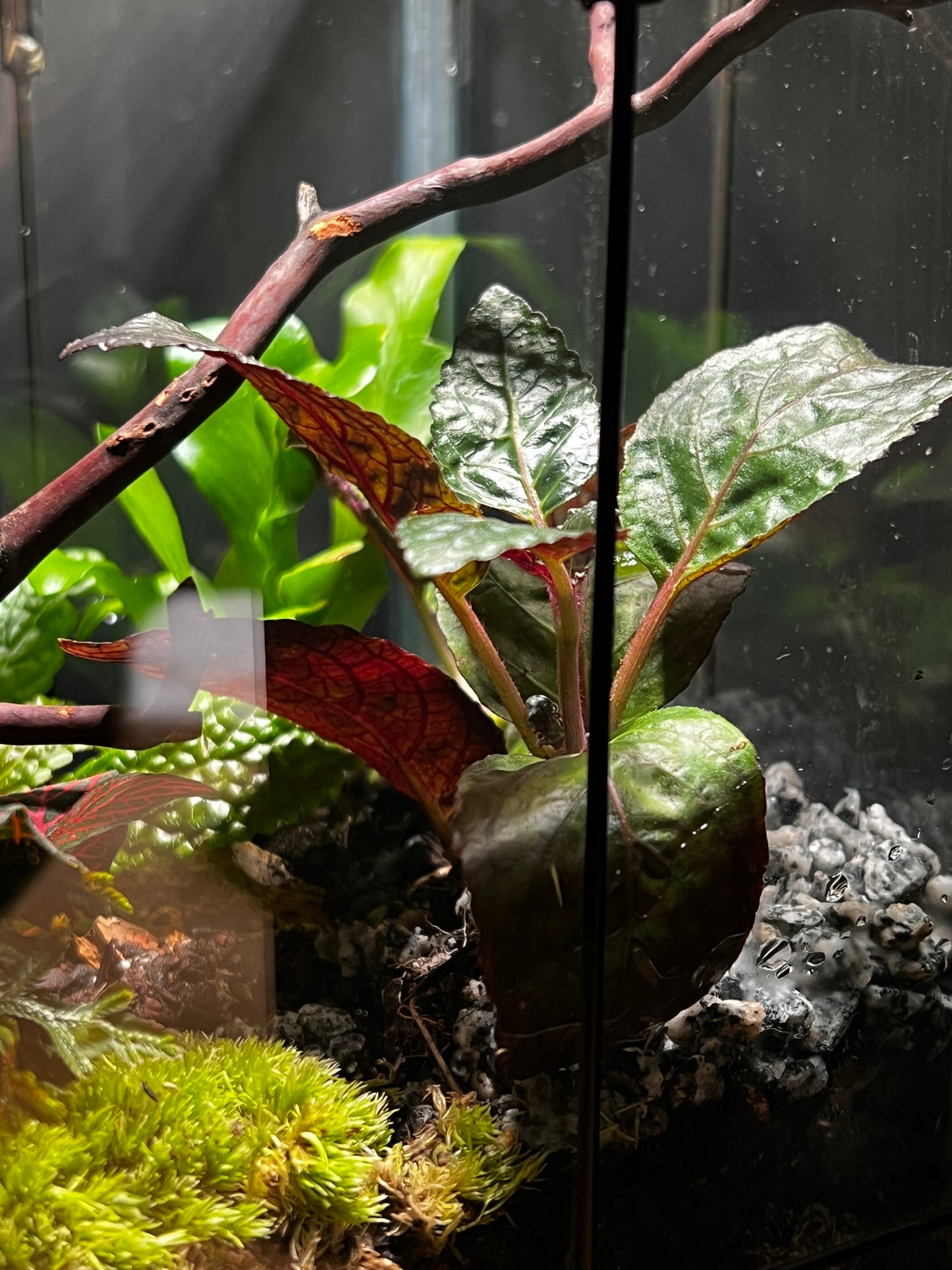Terrarium 464