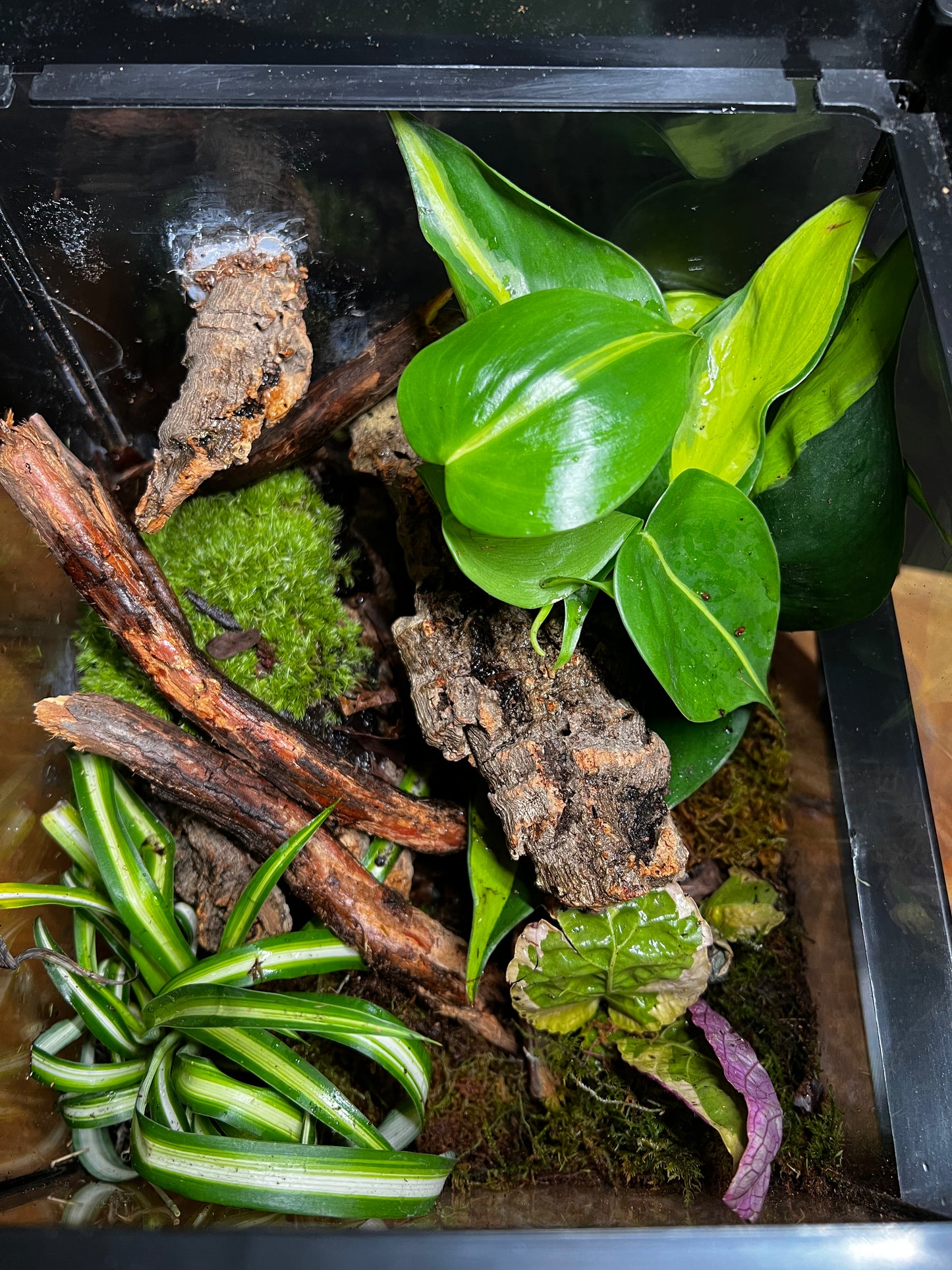 Terrarium 492 Habitat