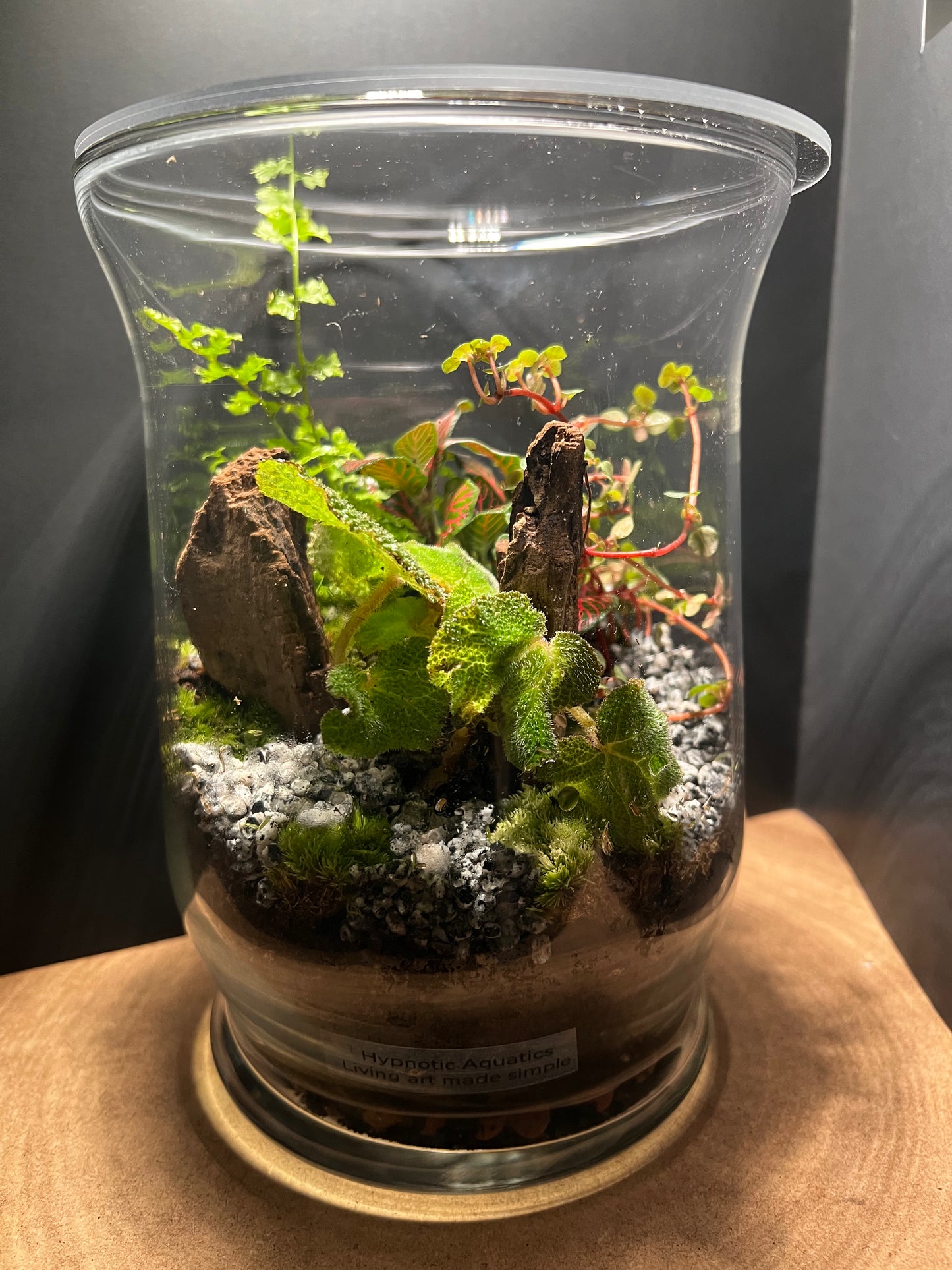 Terrarium 484