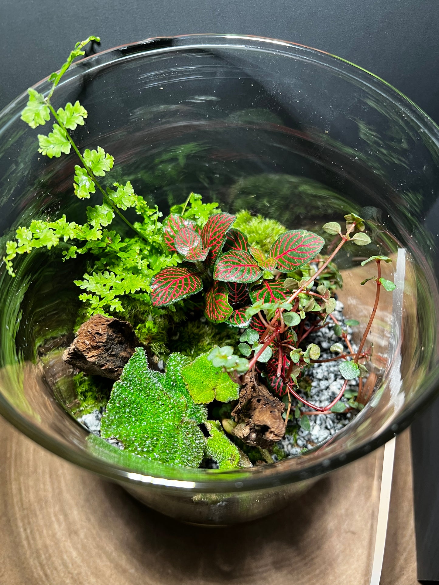 Terrarium 484