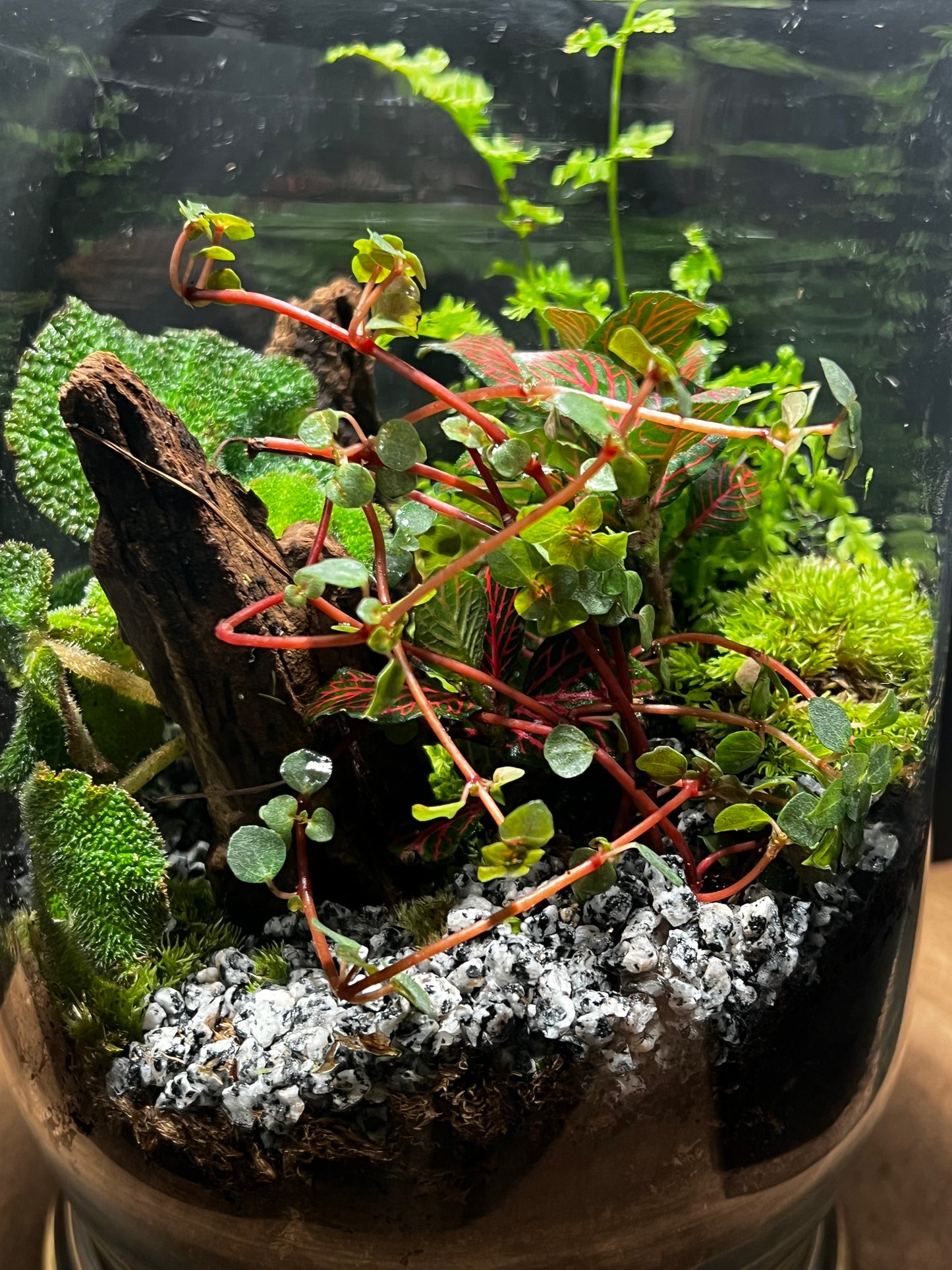 Terrarium 484