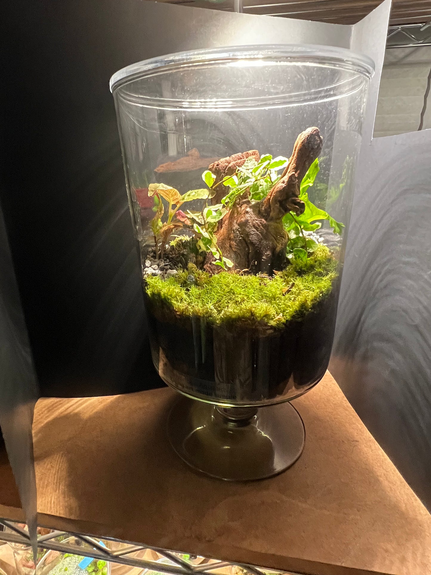 Terrarium #139