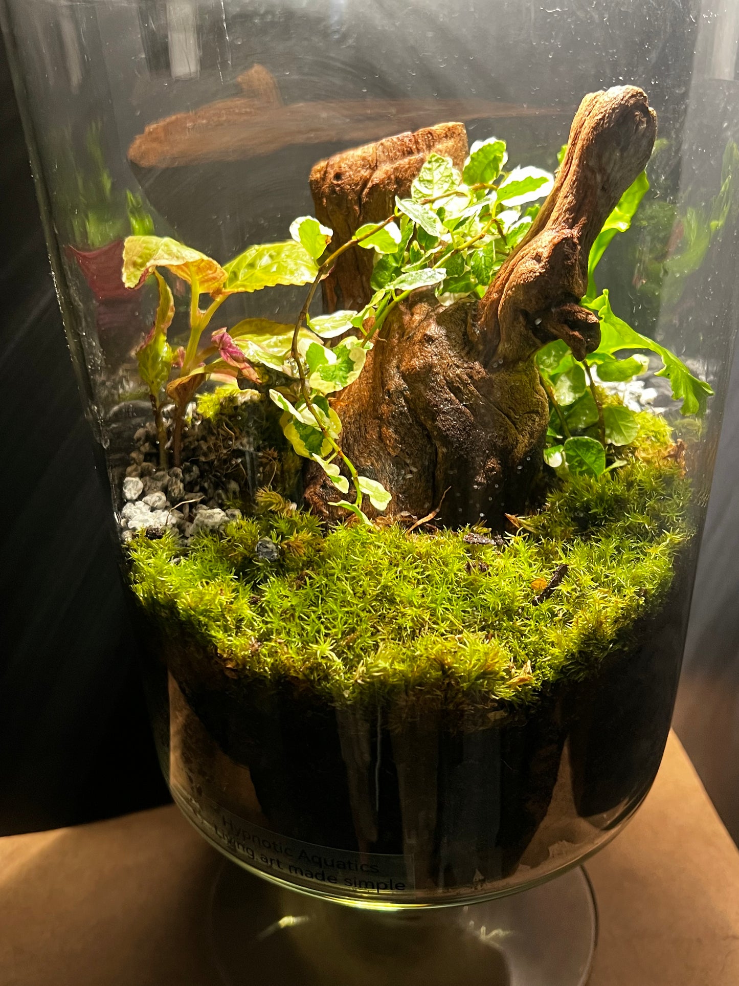 Terrarium #139
