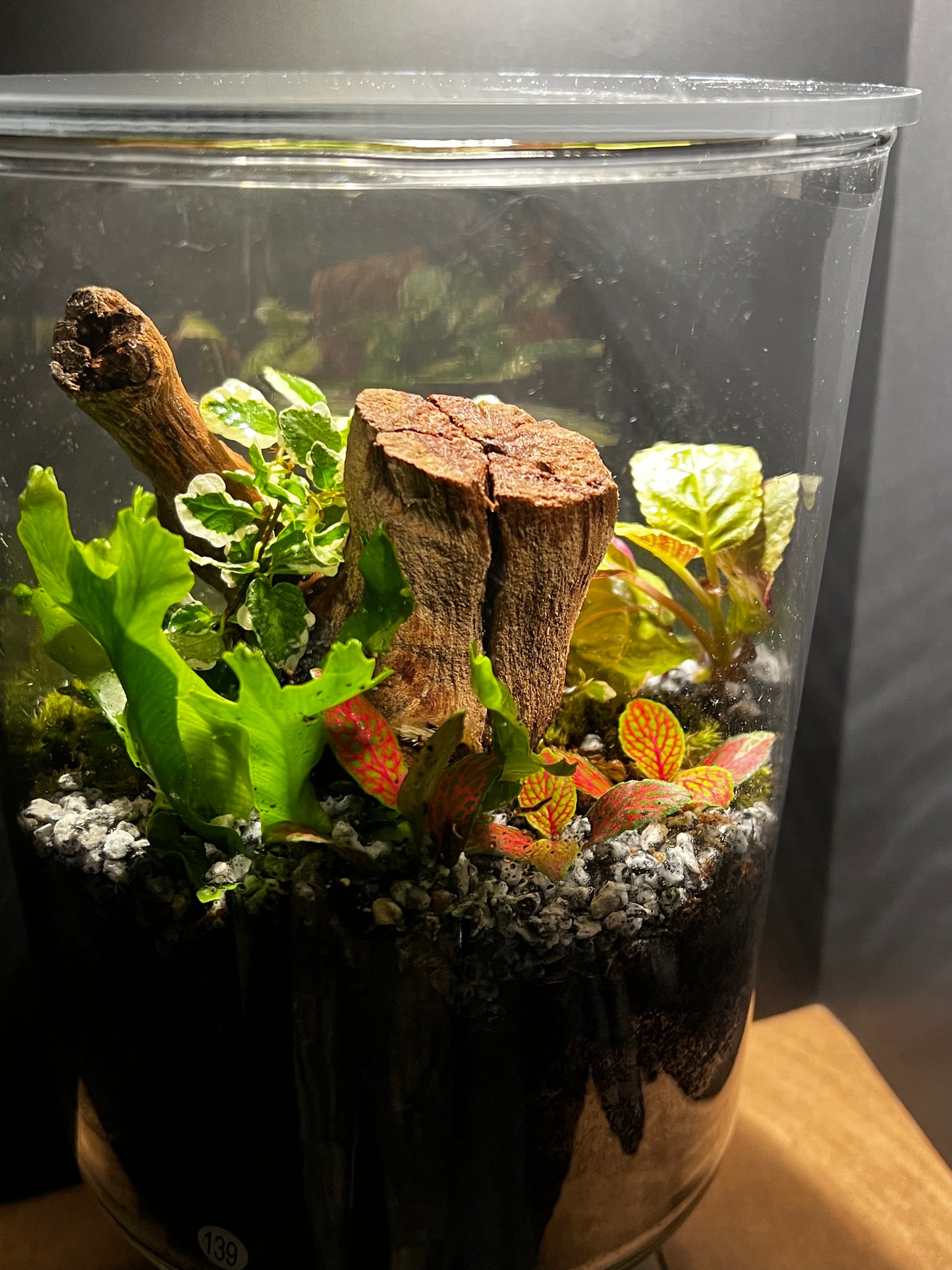 Terrarium #139