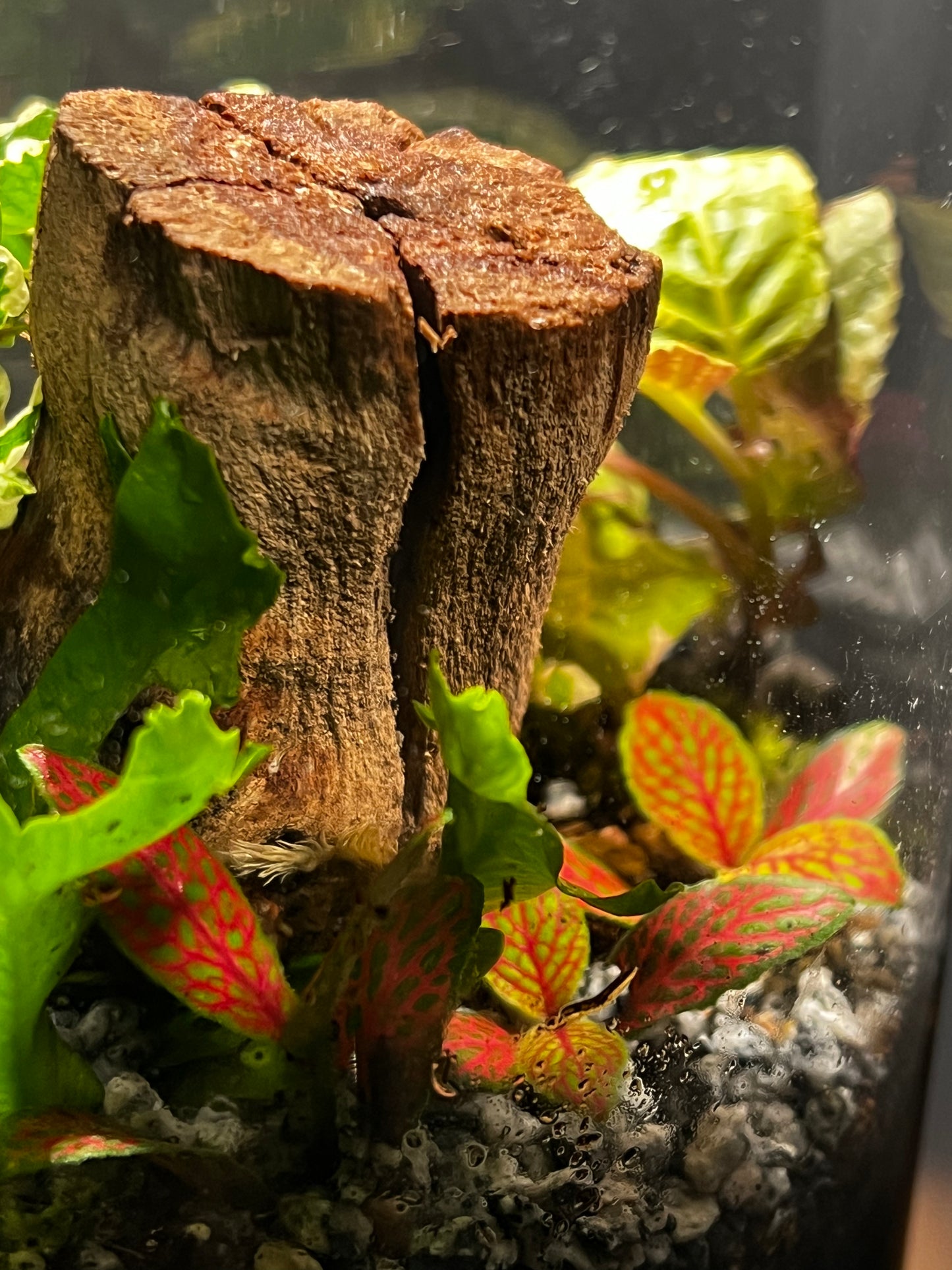 Terrarium #139