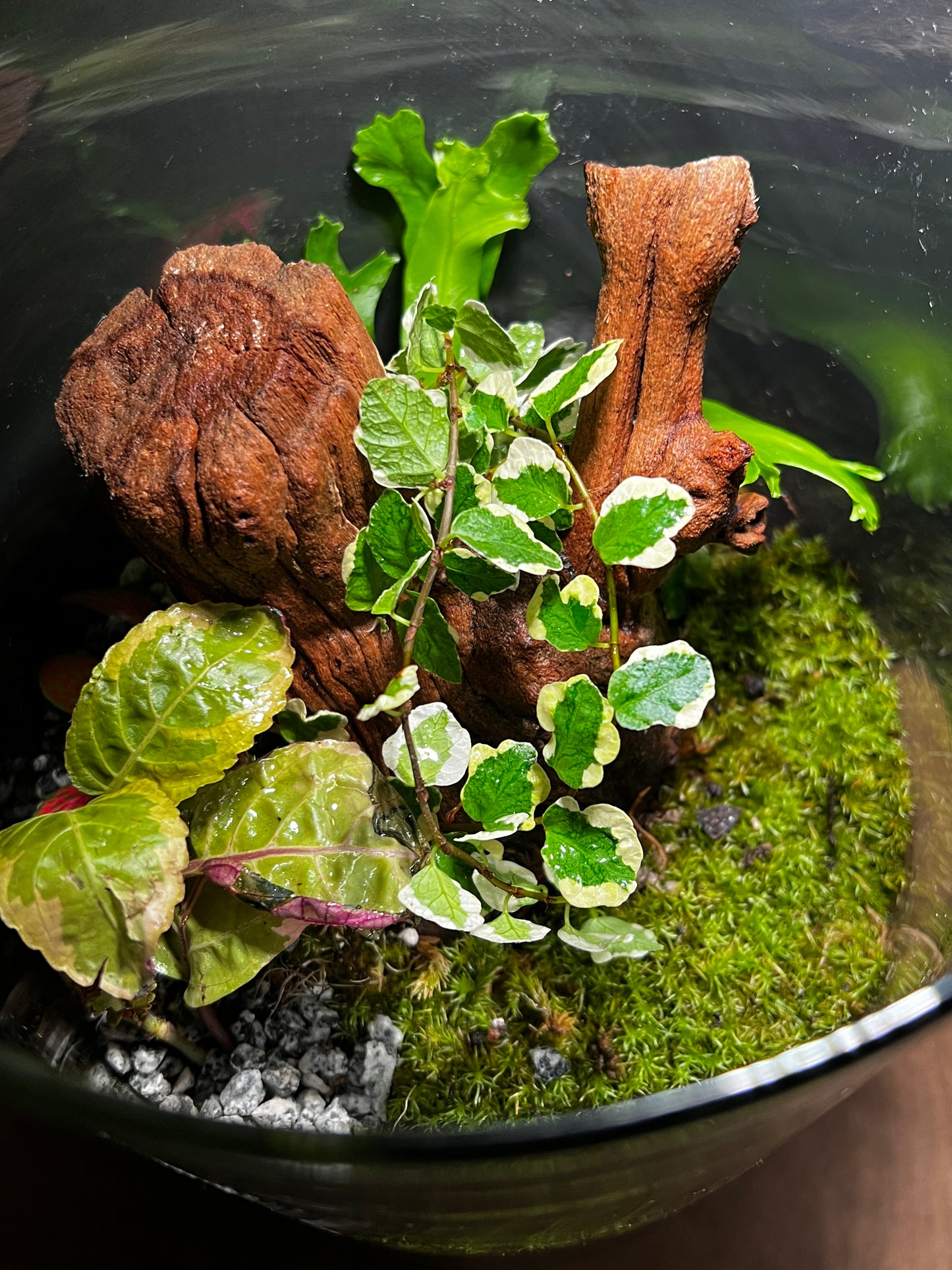 Terrarium #139