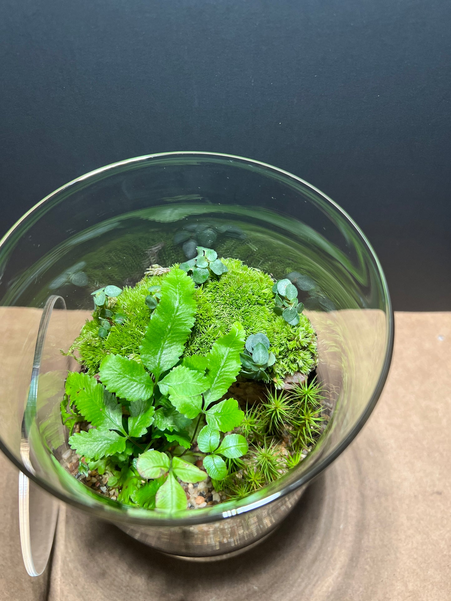 Terrarium 399