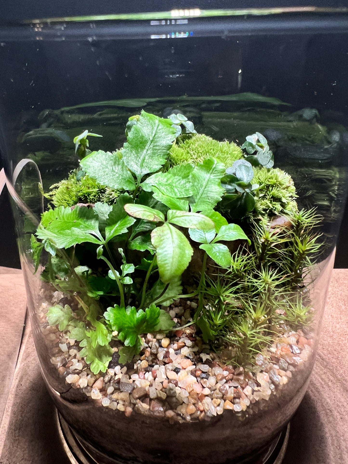 Terrarium 399