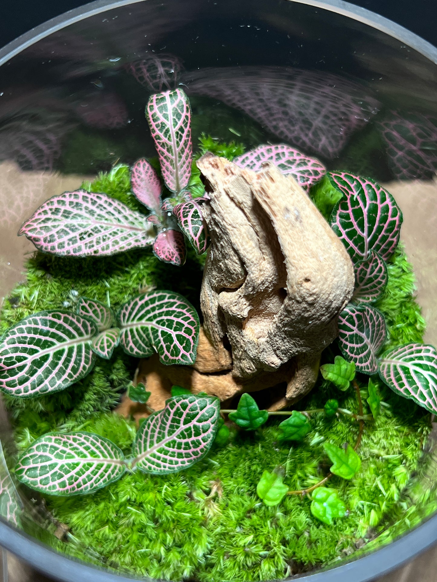 Terrarium 238