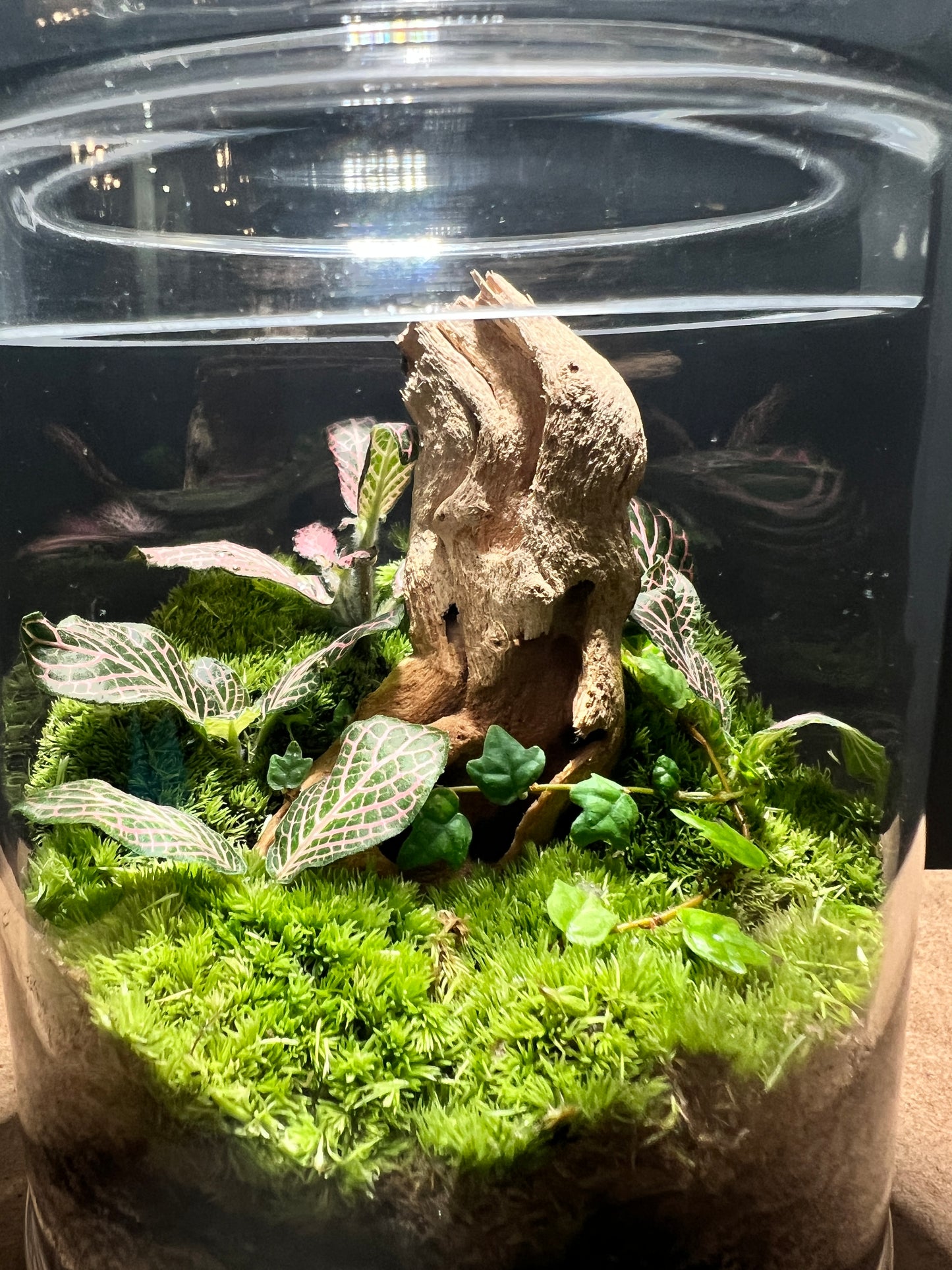 Terrarium 238
