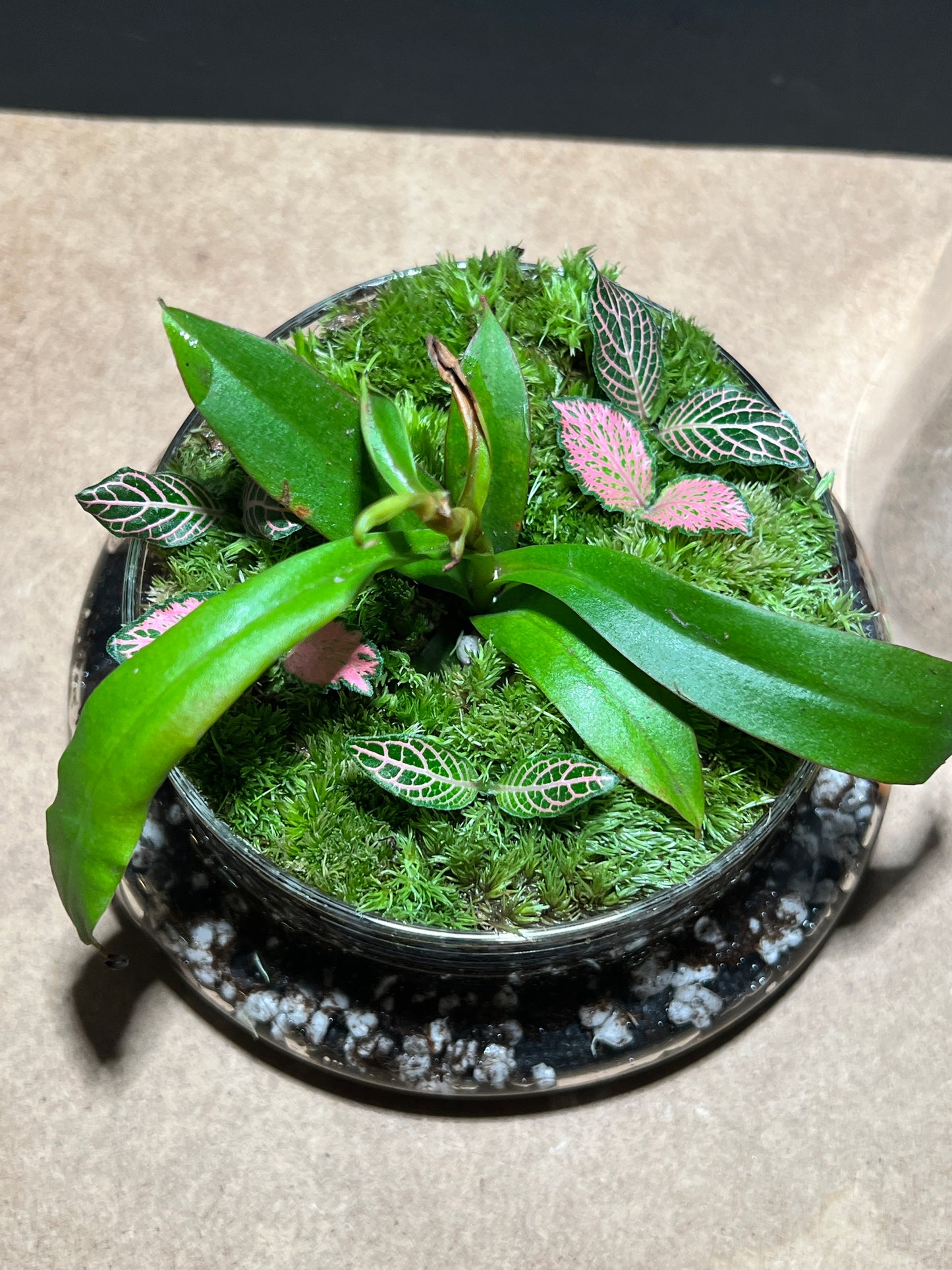 Terrarium 485