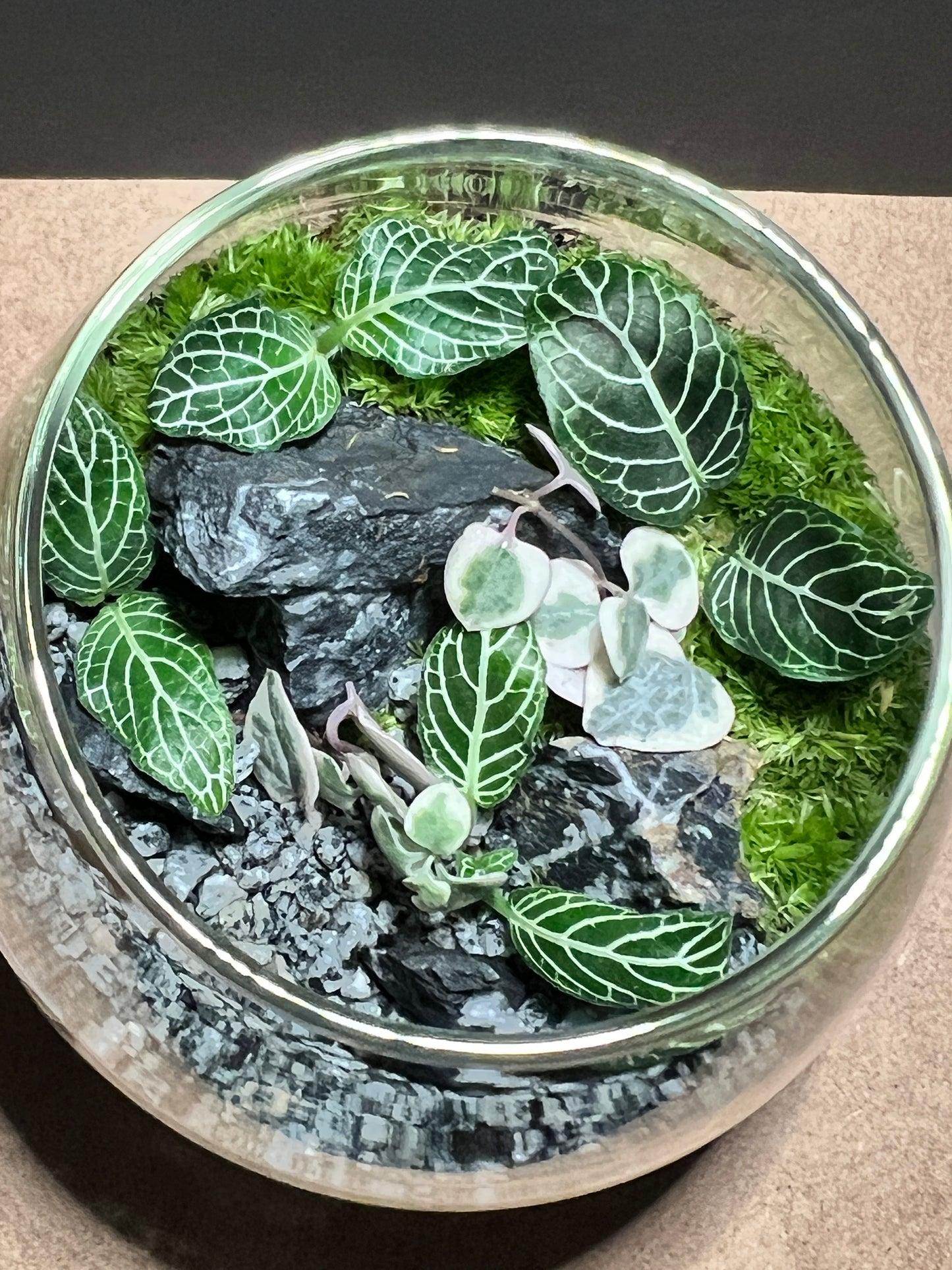 Terrarium 486