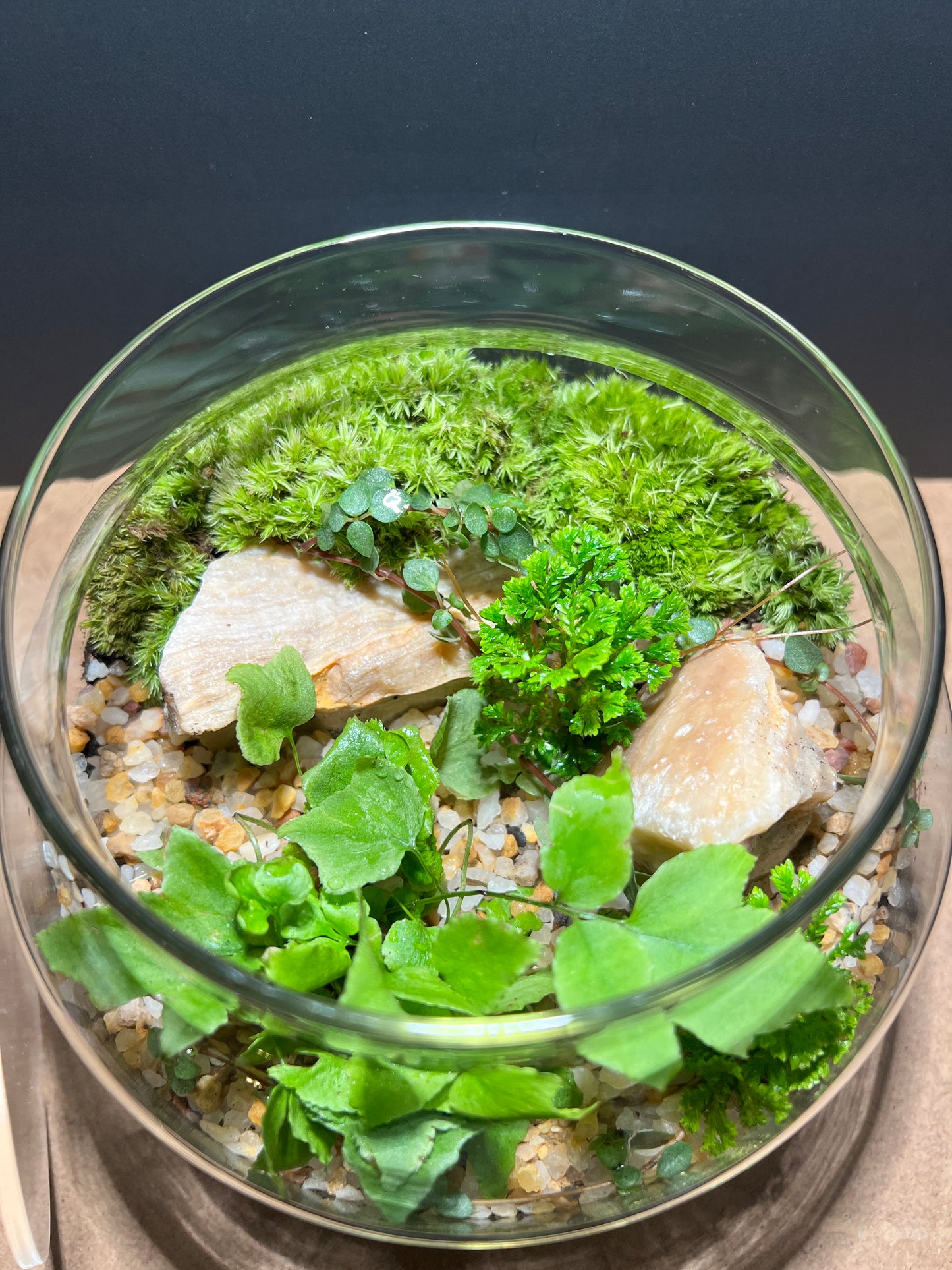 Terrarium 487