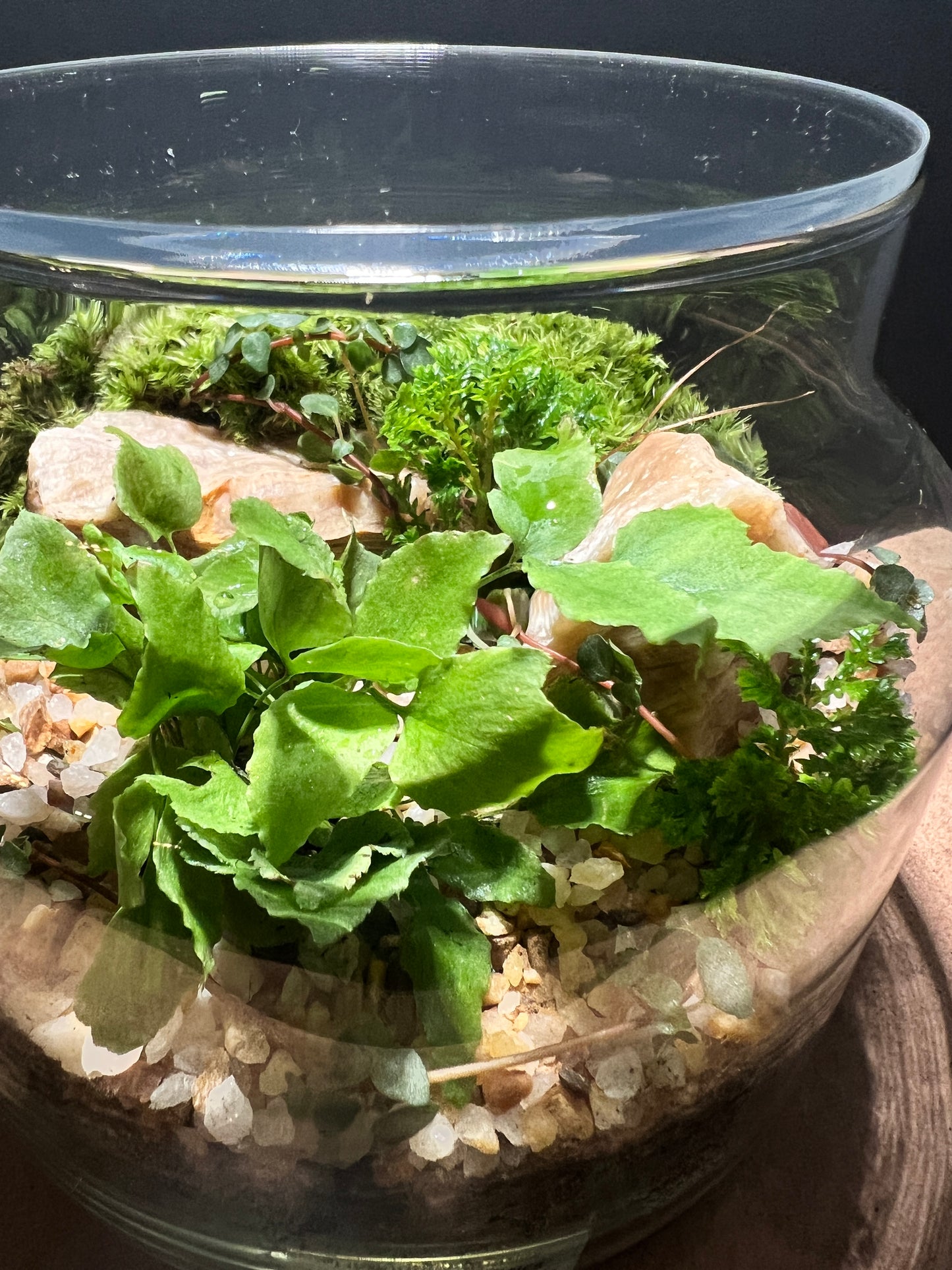 Terrarium 487