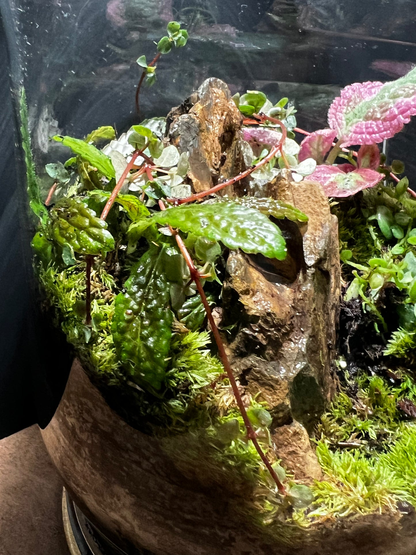 Terrarium 489