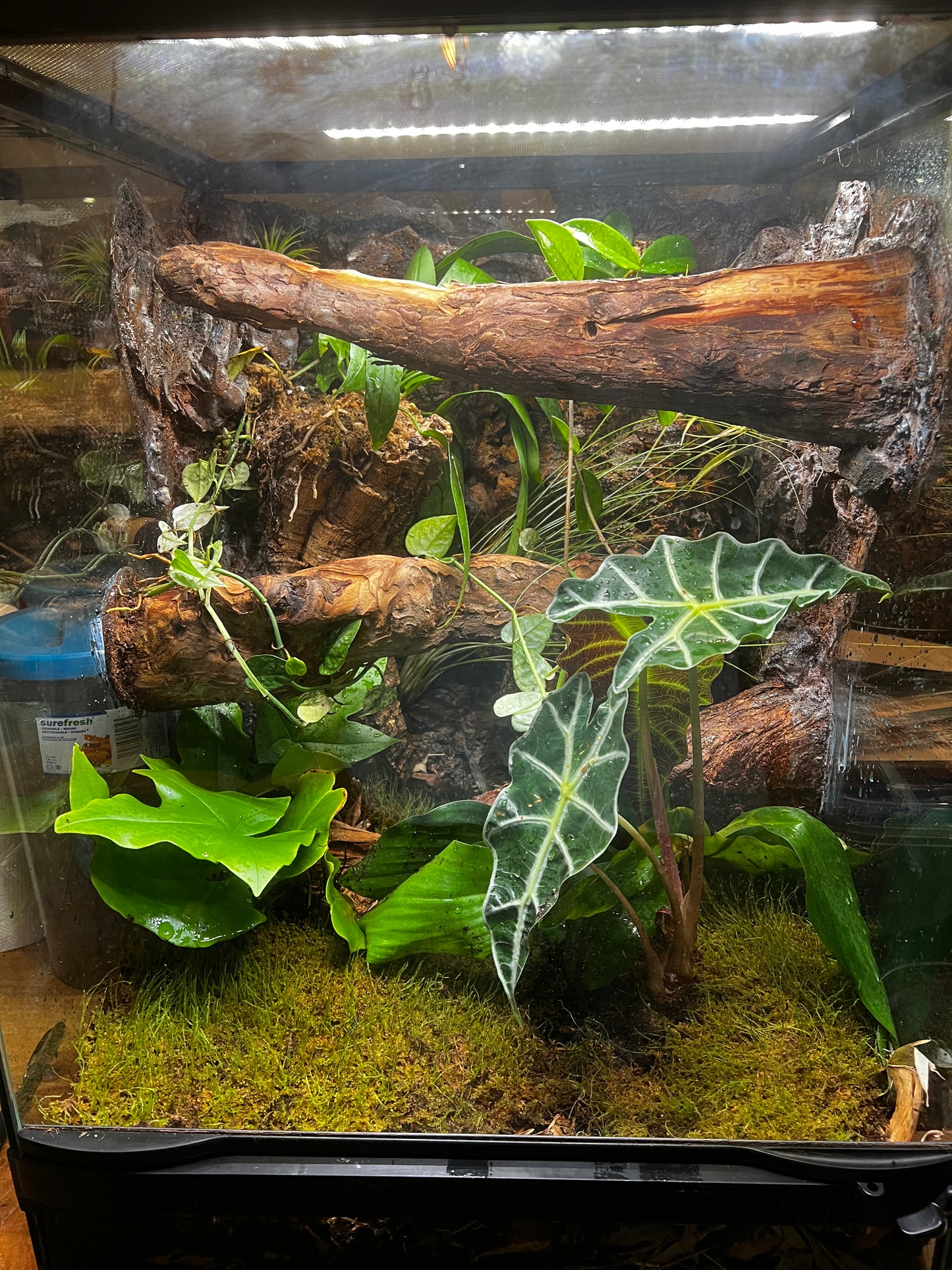 Terrarium 490 Habitat