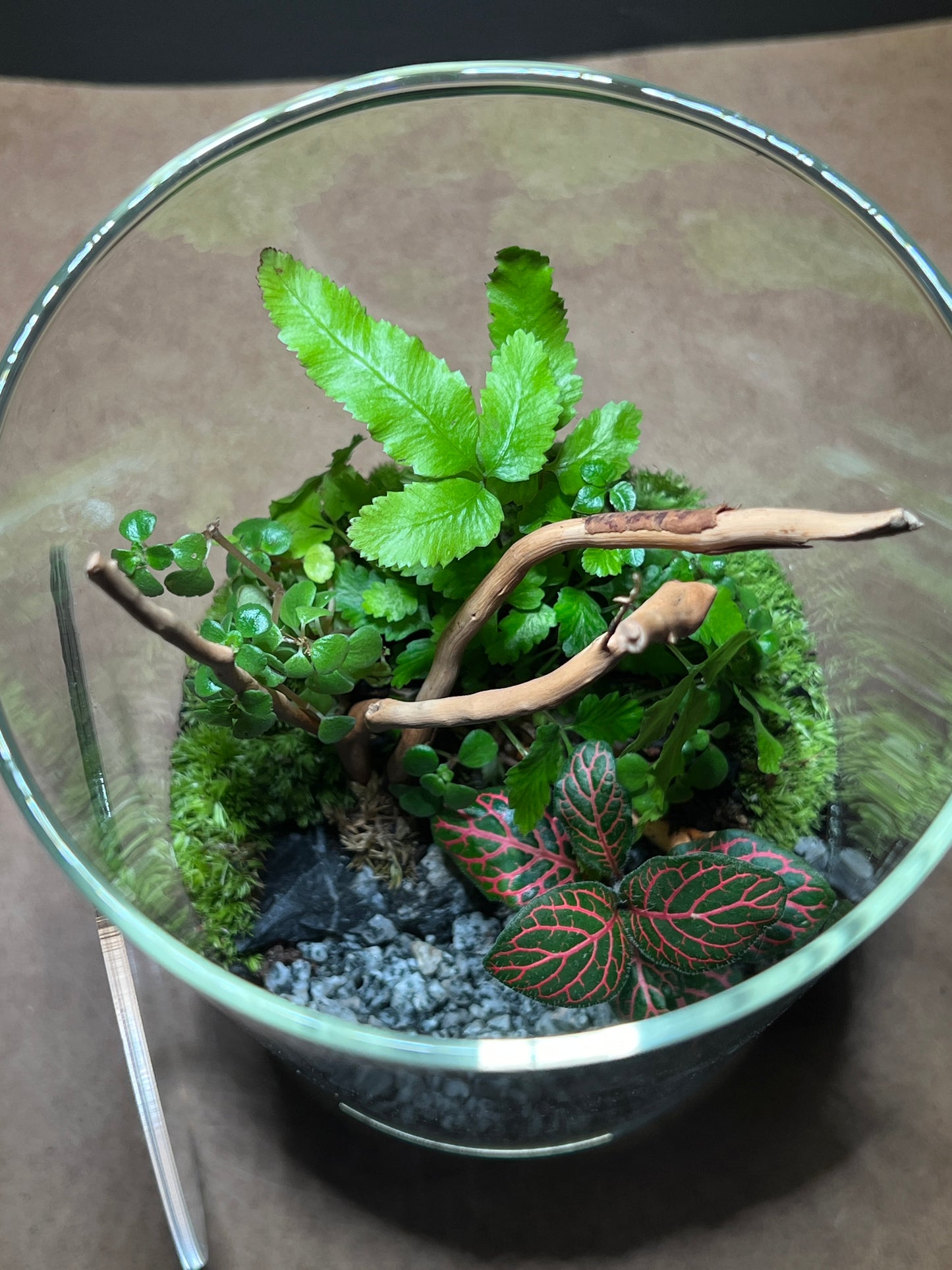 Terrarium 493