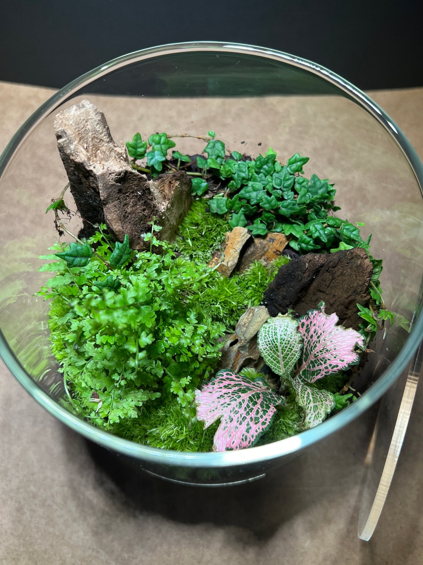 Terrarium 494